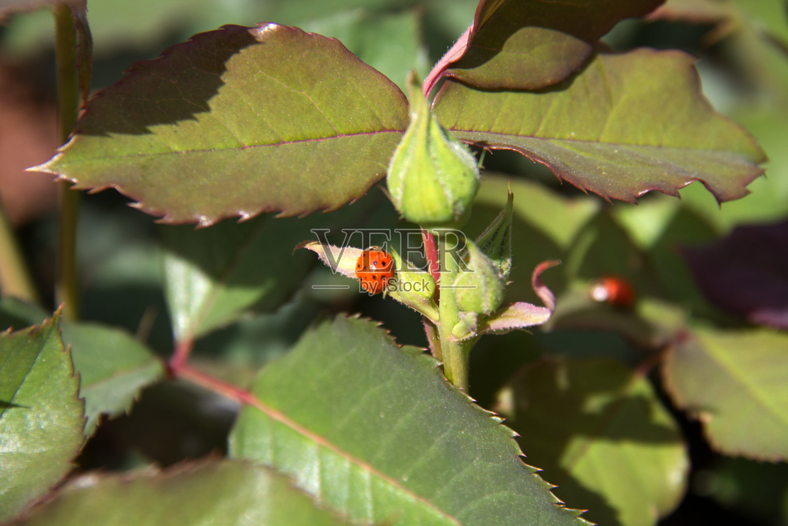 玫瑰叶子上的瓢虫照片摄影图片