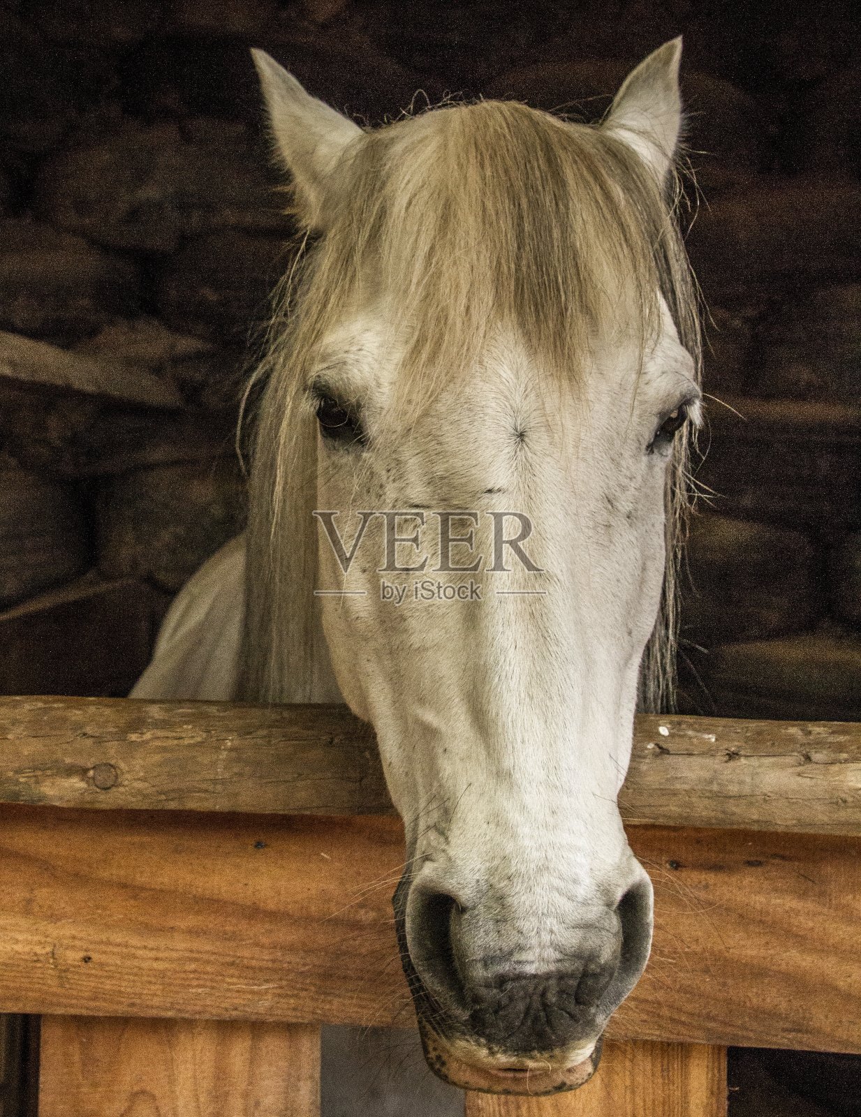 越过马厩的马。照片摄影图片