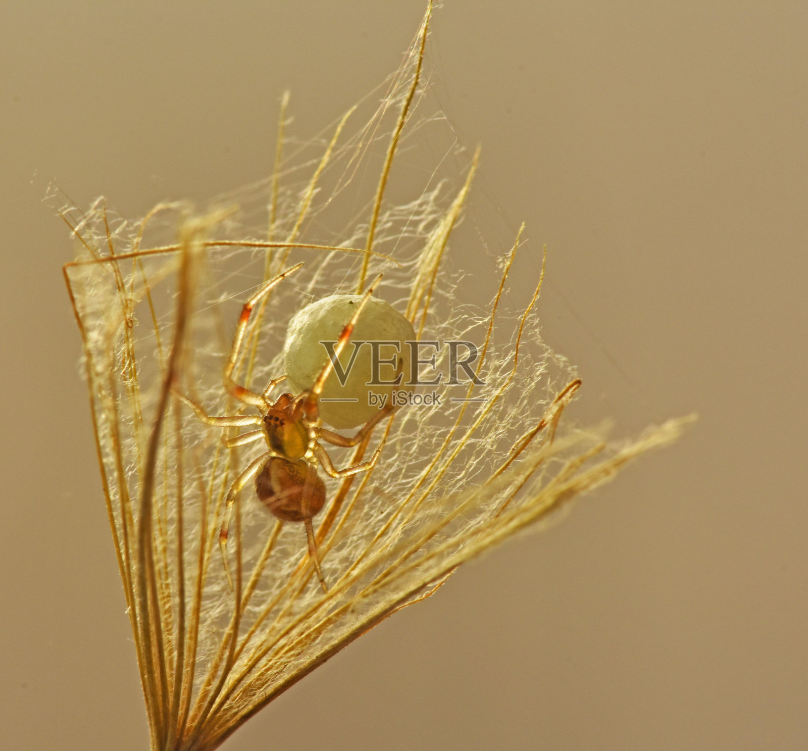 蜘蛛筑巢照片摄影图片