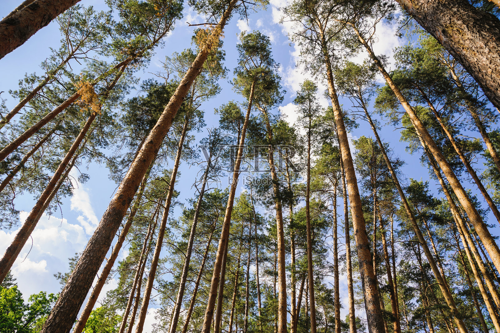 森林中高大的松树的底部视图照片摄影图片