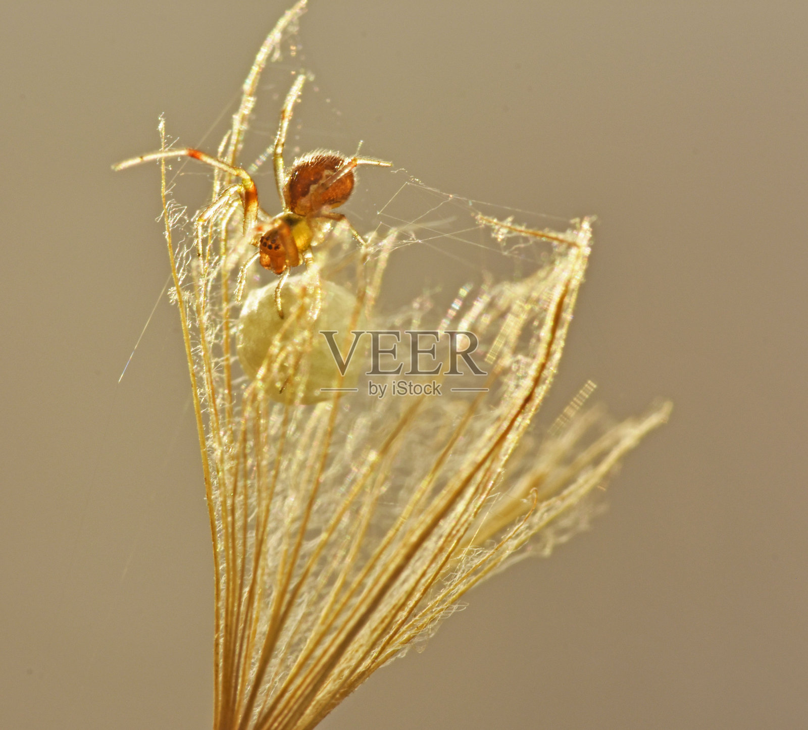 蜘蛛筑巢照片摄影图片