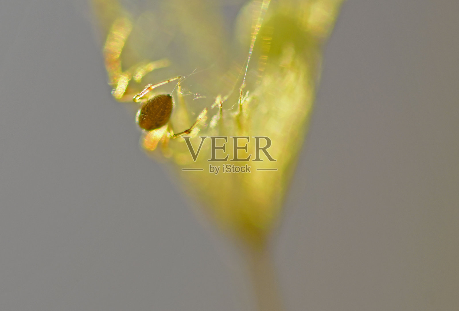 蜘蛛织网照片摄影图片