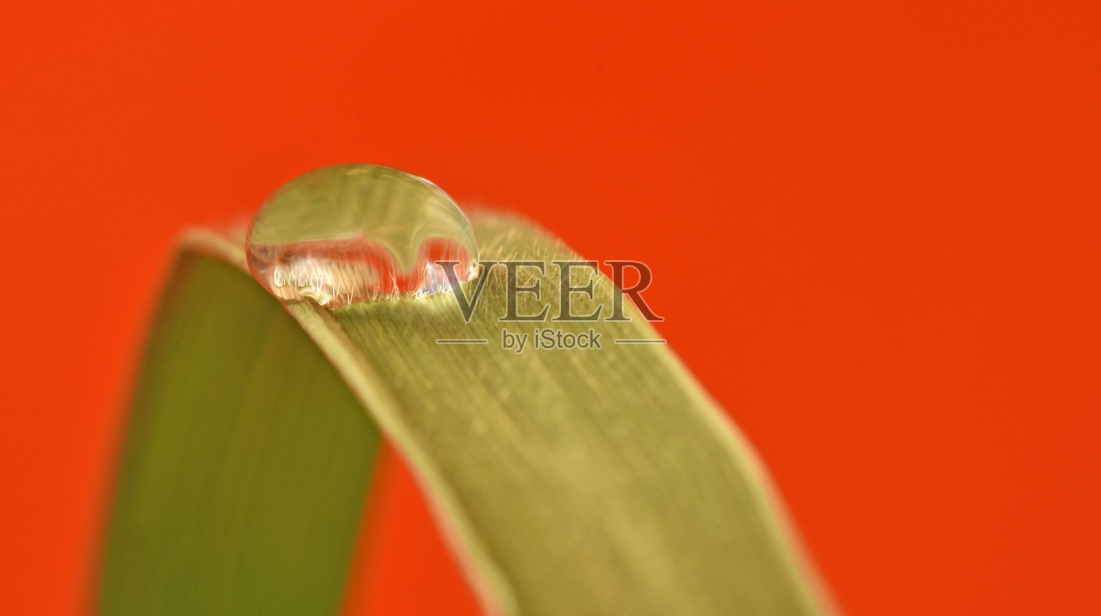 水滴在草地上照片摄影图片
