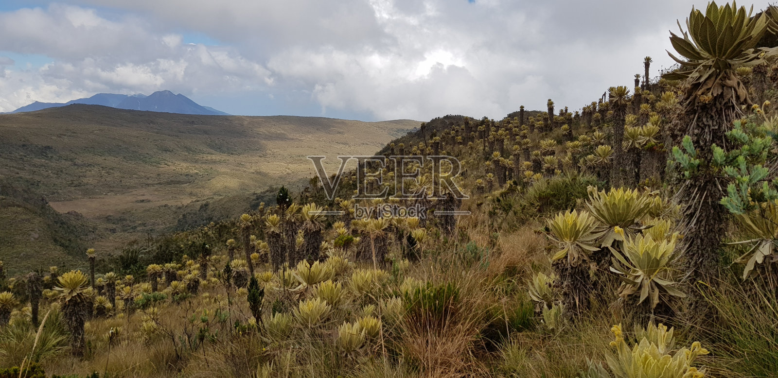 太阳伞照片摄影图片