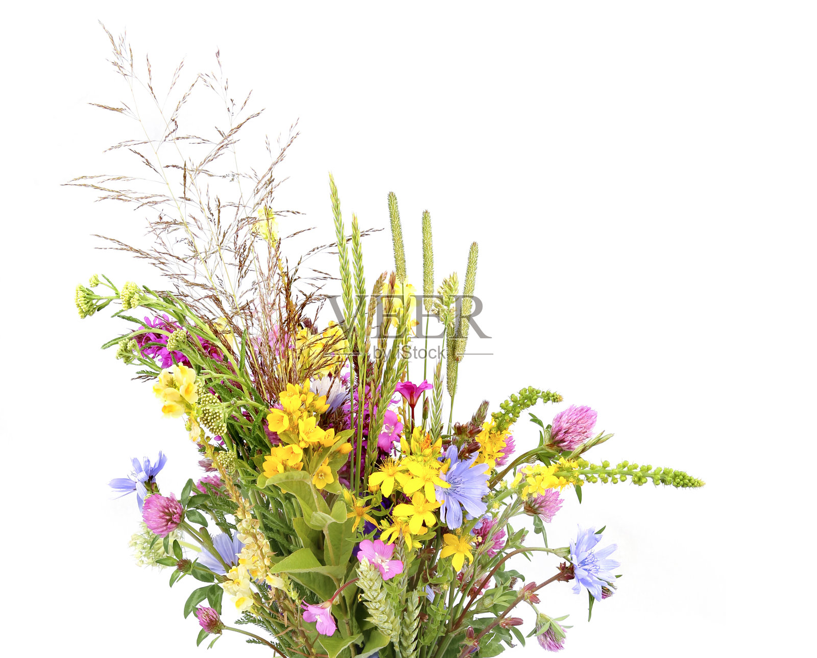 花束的野生草和草本孤立在白色的背景。照片摄影图片