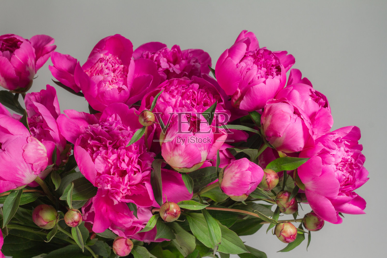 灰色背景的玻璃花瓶上的粉红色牡丹花束，贺卡的概念照片摄影图片