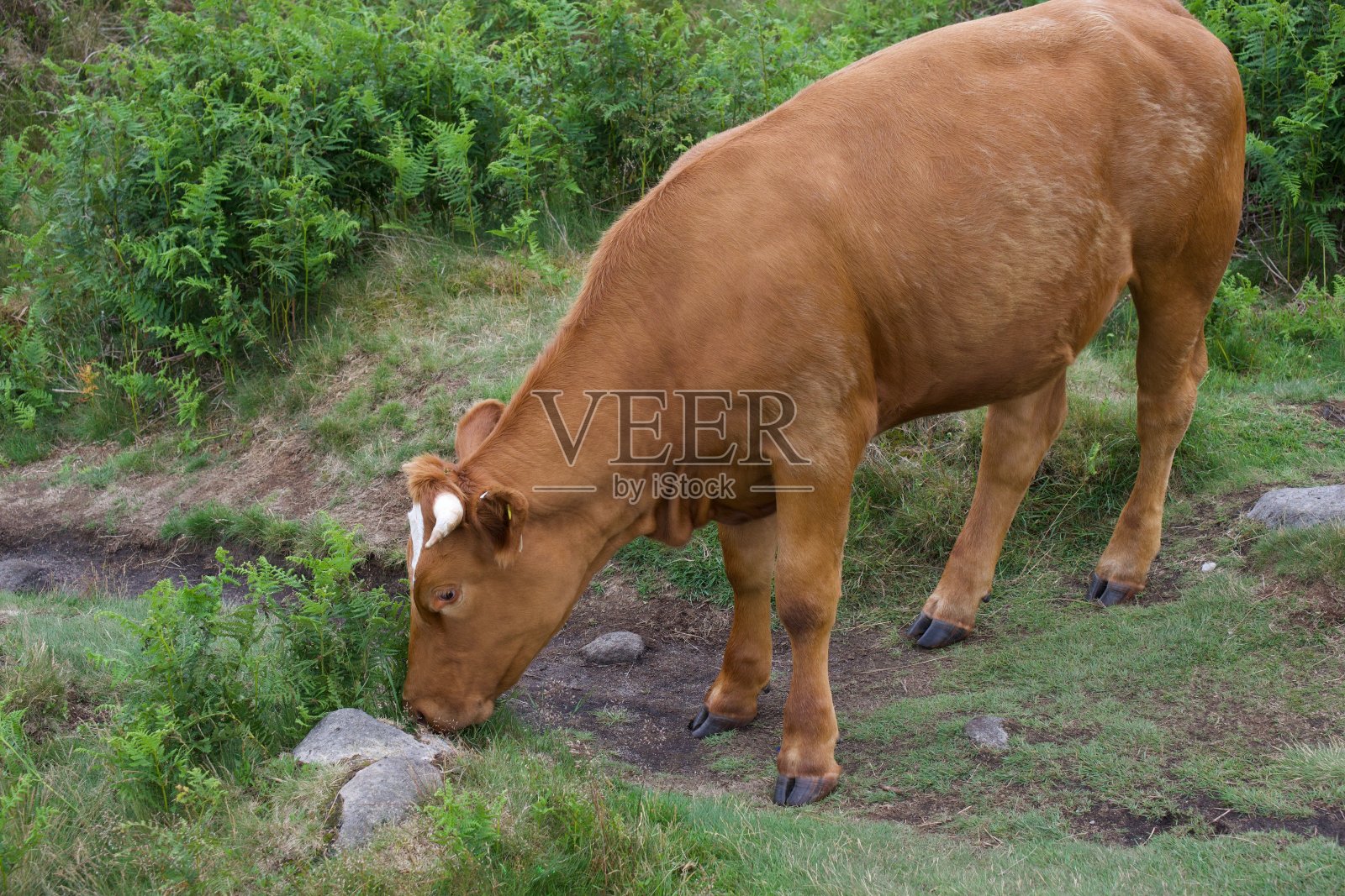 牛吃草。照片摄影图片