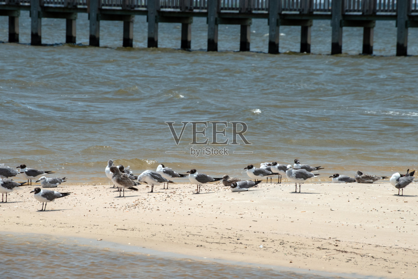 一群海鸥在密西西比海边的一个小岛上休息。照片摄影图片