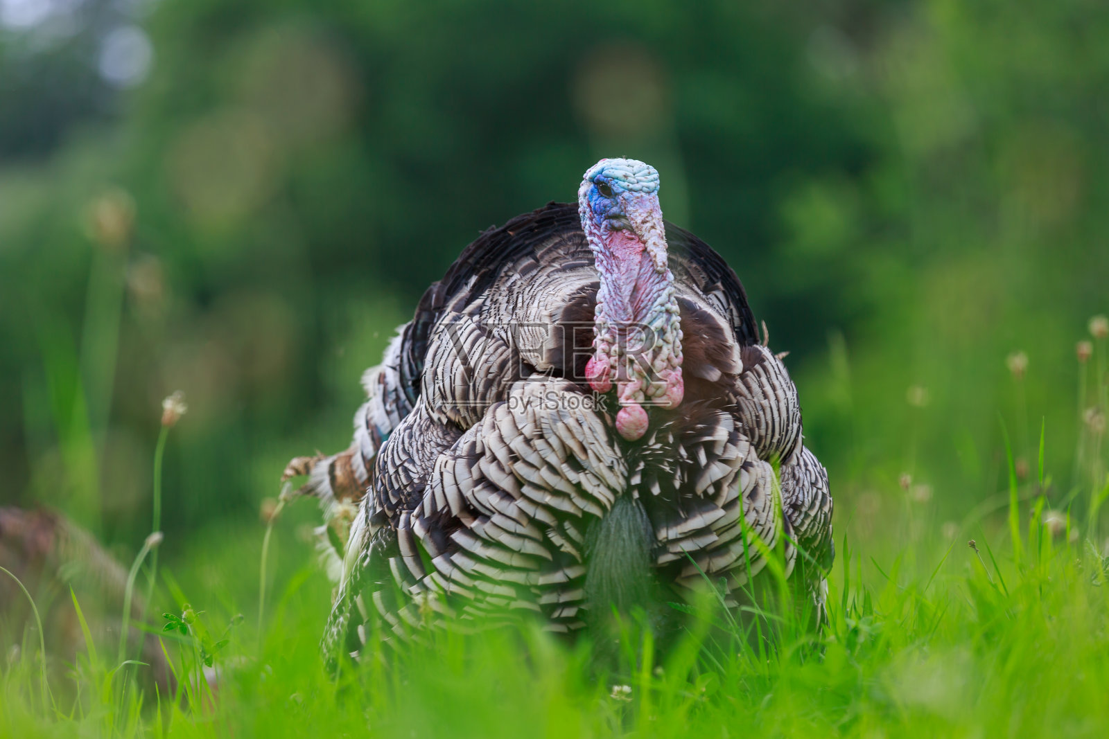 绿色草地上的火鸡画像照片摄影图片