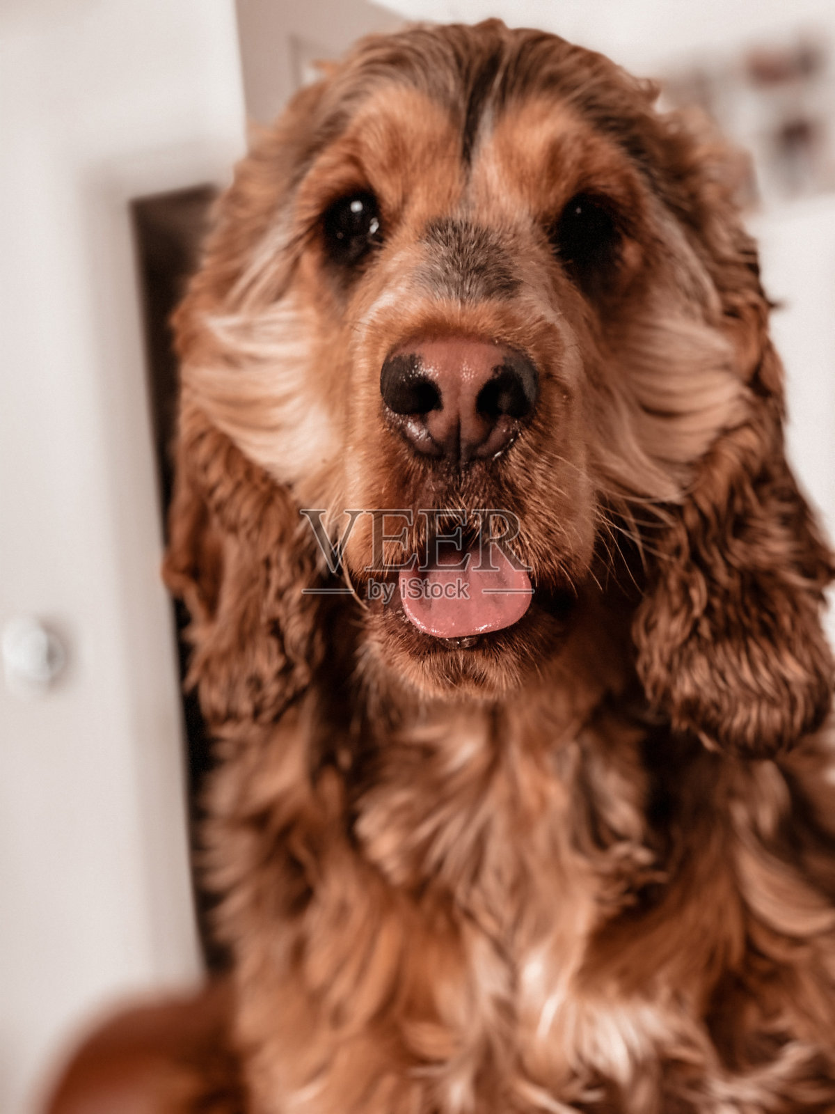泰德先生照片摄影图片
