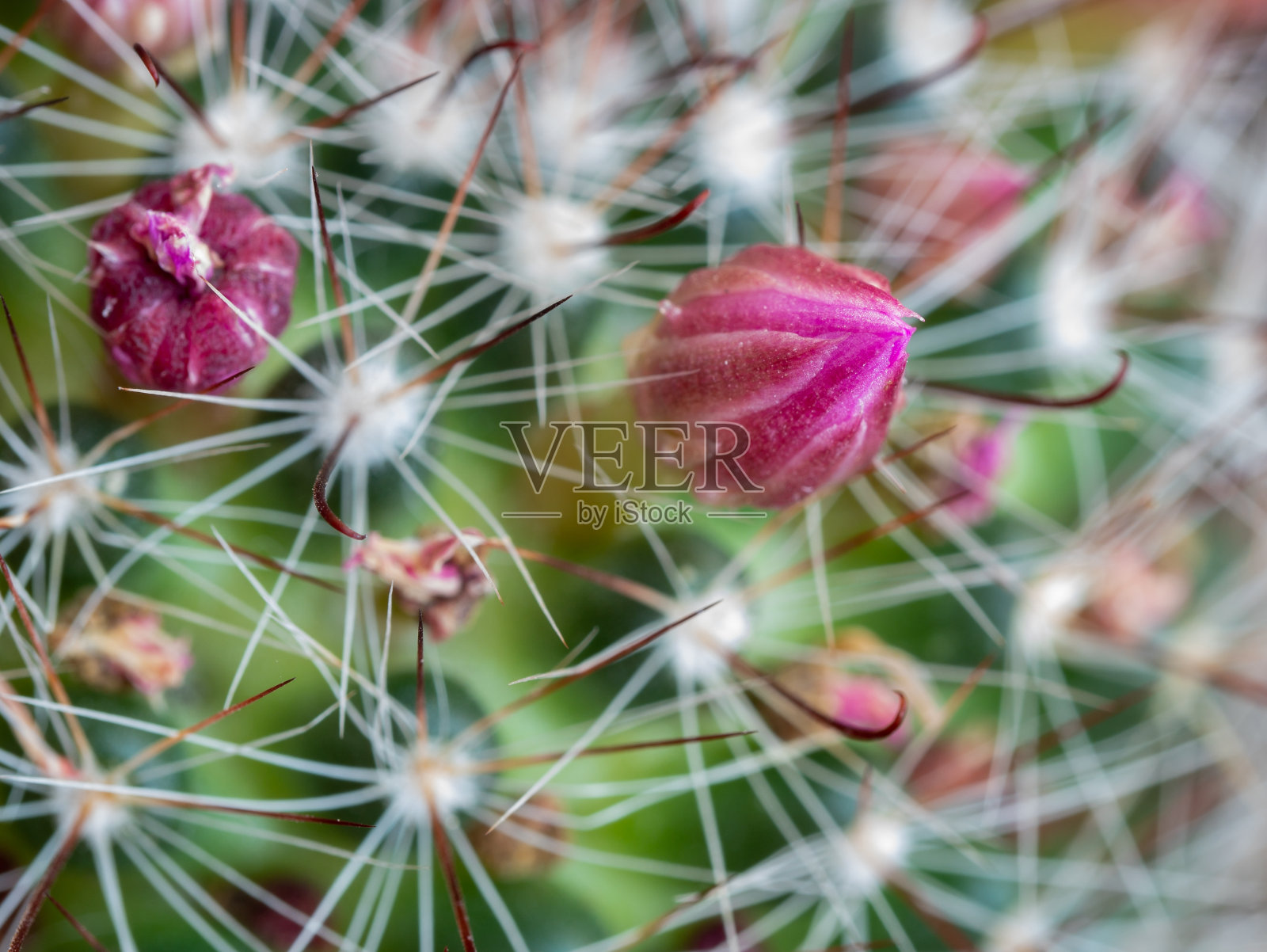 老夫人仙人掌(奶妈)洋红色的花芽被柔软集中的刺包围照片摄影图片