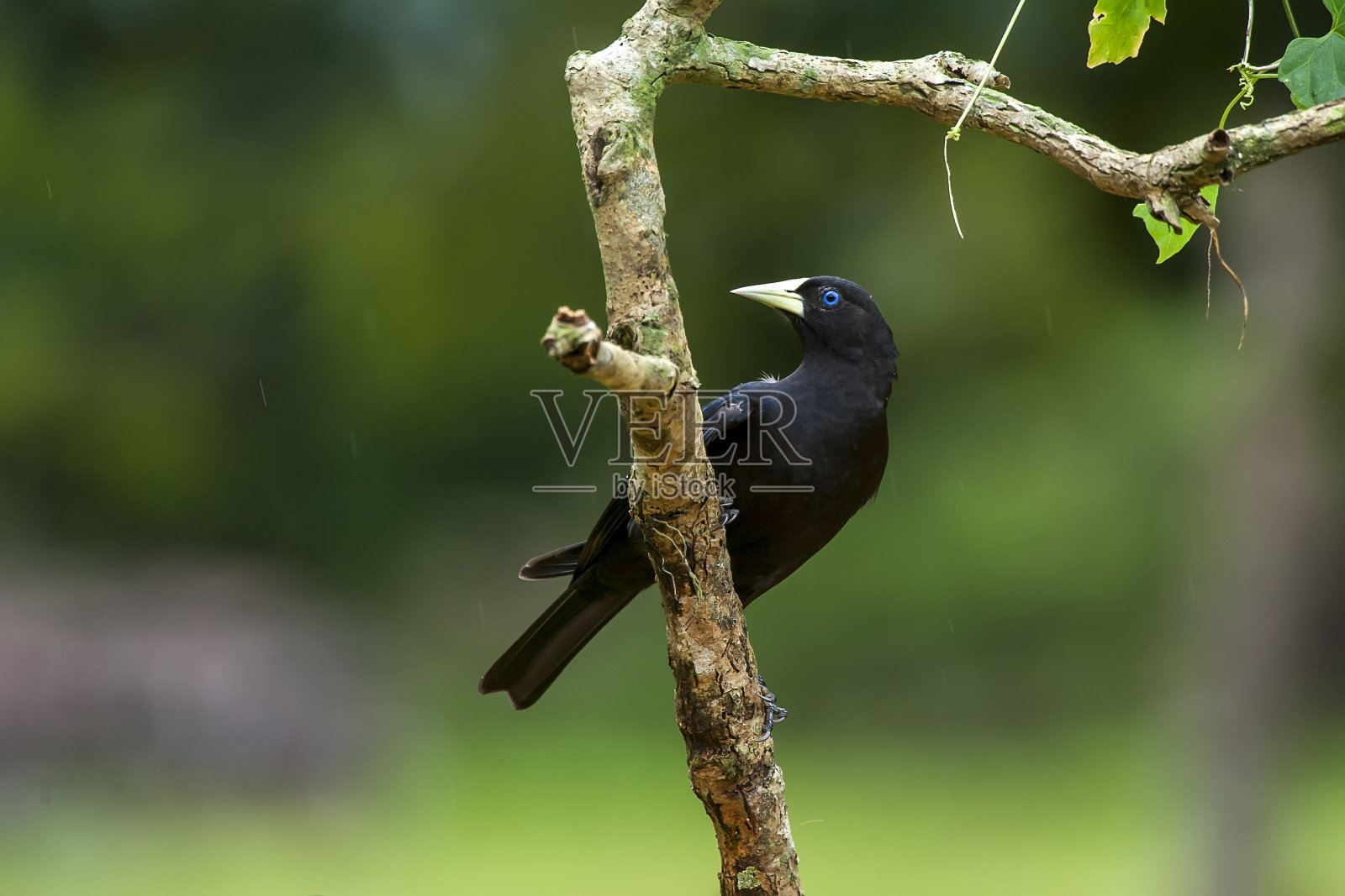 红臀酋长在圣埃斯皮里托的Linhares拍摄。照片摄影图片