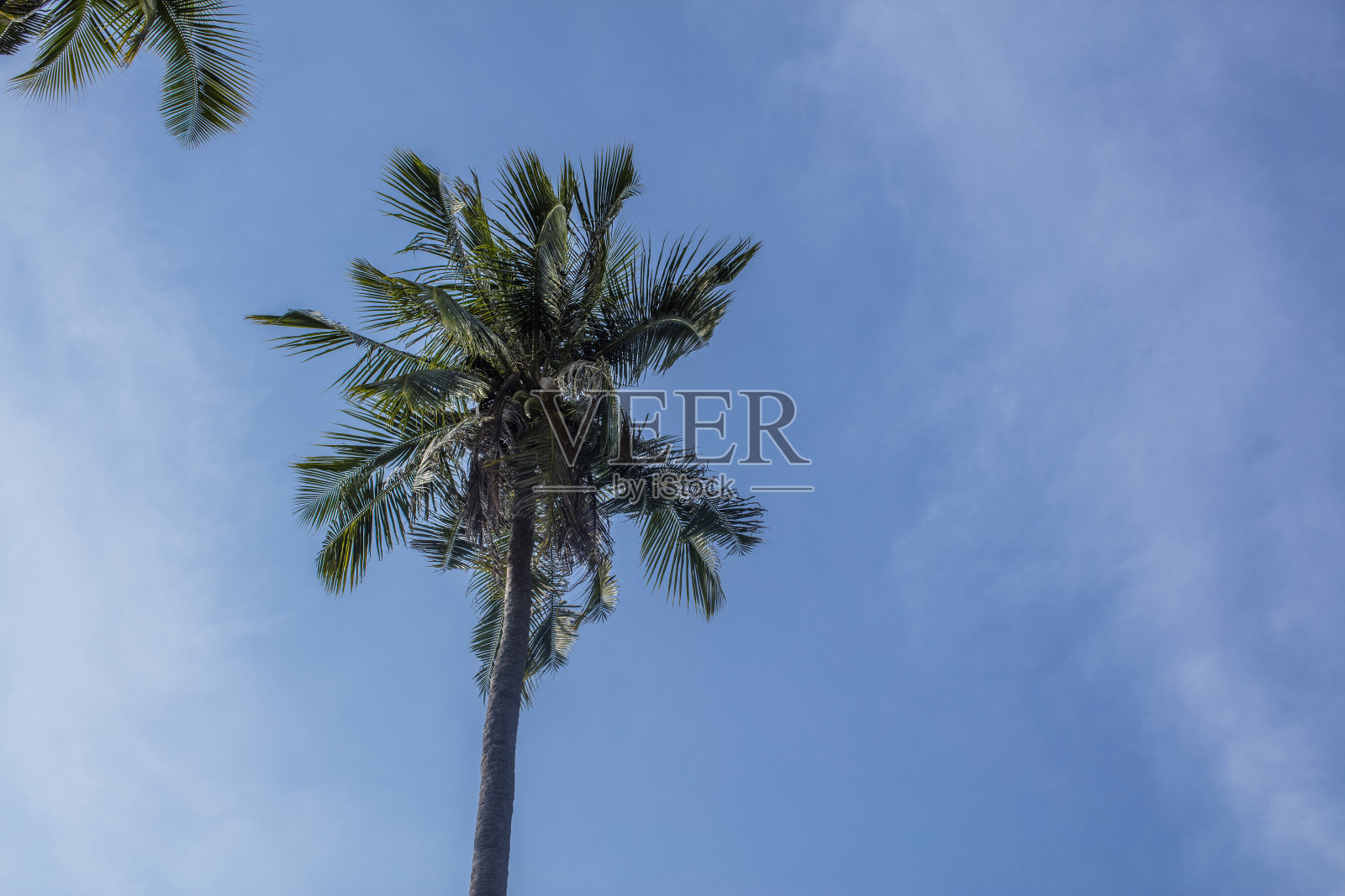 海滩上的吊床照片摄影图片