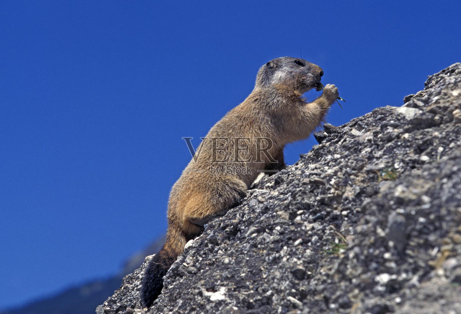阿尔卑斯土拨鼠，土拨鼠，成年土拨鼠站在岩石上，吃，阿尔卑斯山在法国东南部照片摄影图片