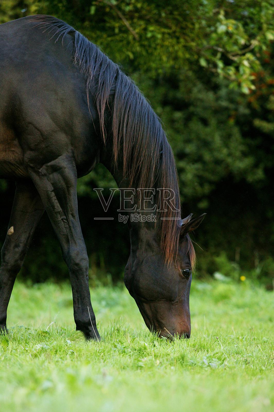英国纯种马，雄性照片摄影图片