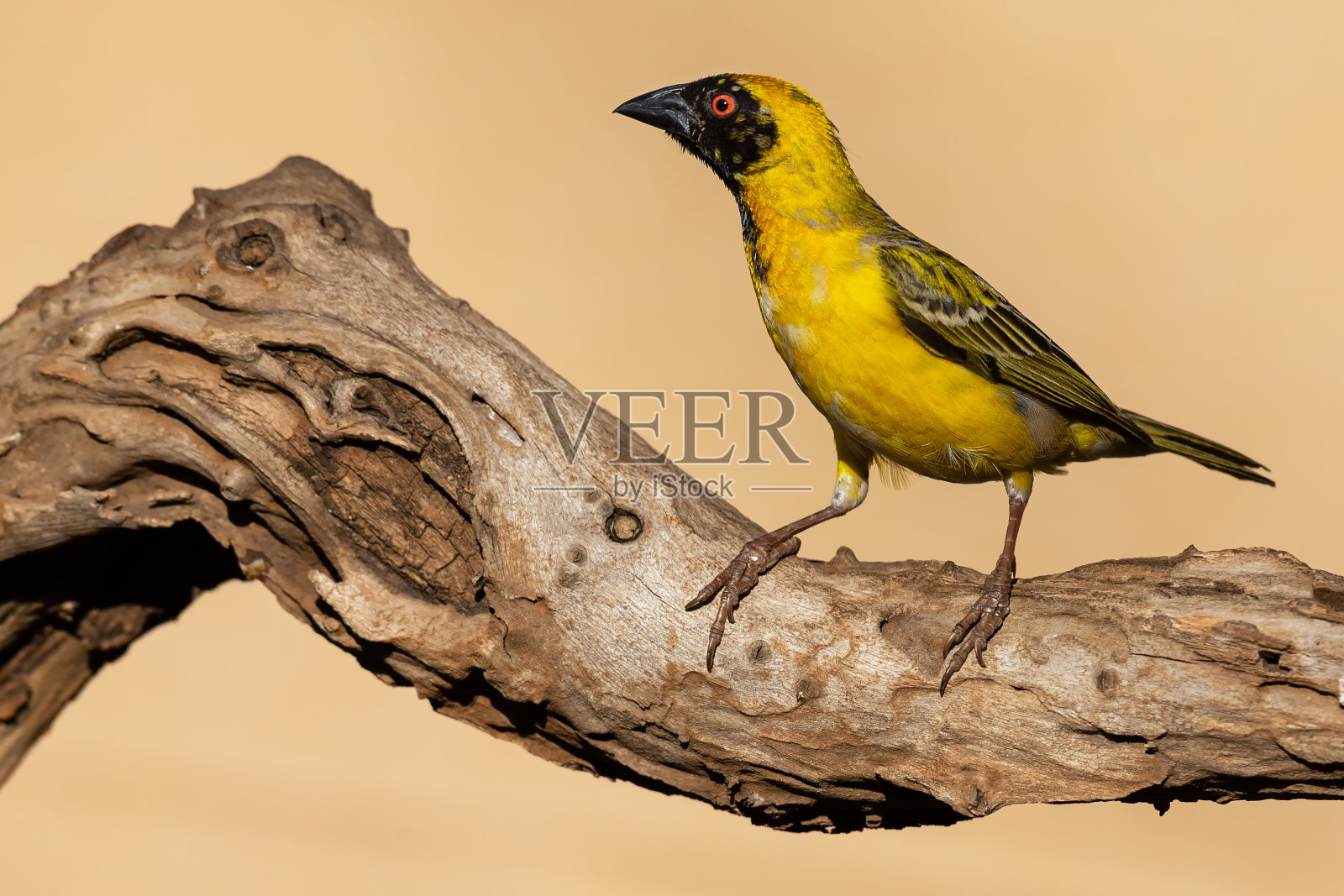 南方的蒙面织布男坐在枯枝上寻找食物照片摄影图片