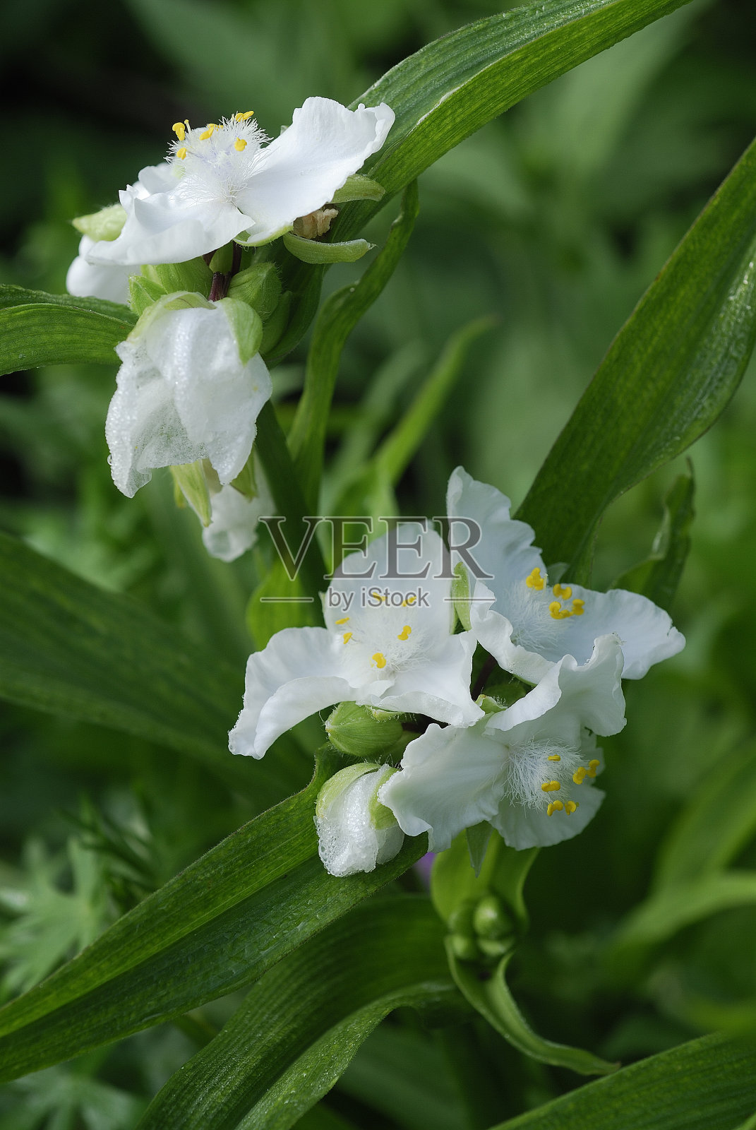 维吉尼亚紫露草属照片摄影图片