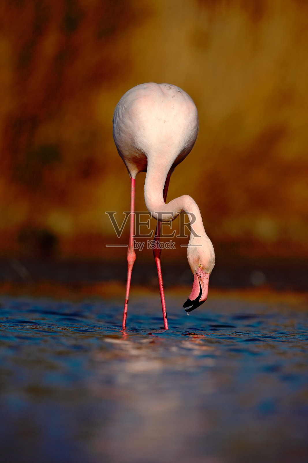 大火烈鸟，红凤凰鸟，漂亮的粉红色大鸟，头在水里，动物在大自然中栖息，饮水，意大利照片摄影图片