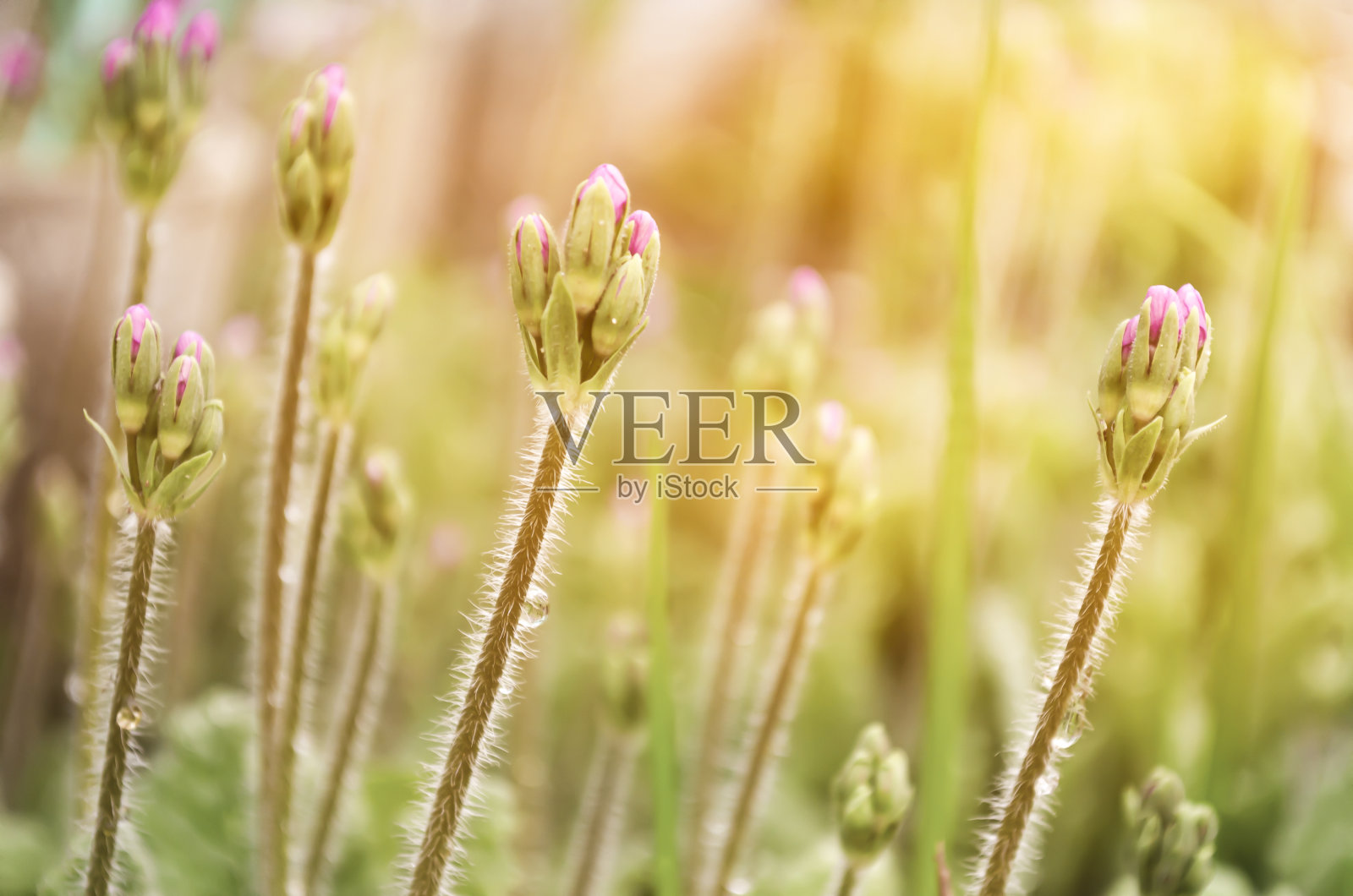 未开花的樱草花的茎。大自然的微距照片。植物，草在橙色的阳光下。平静的心情。明亮的光。照片摄影图片