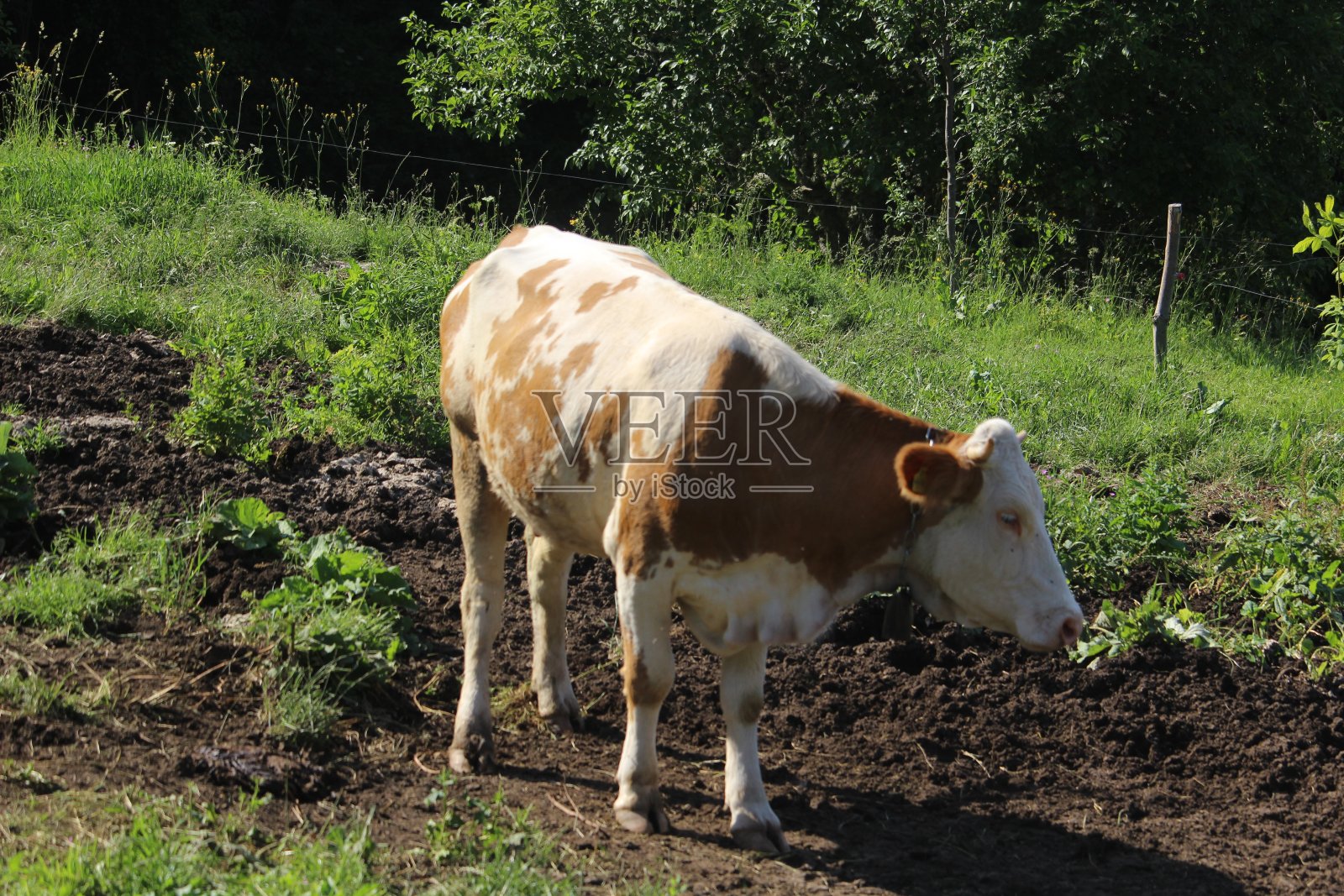 牛在草地上照片摄影图片