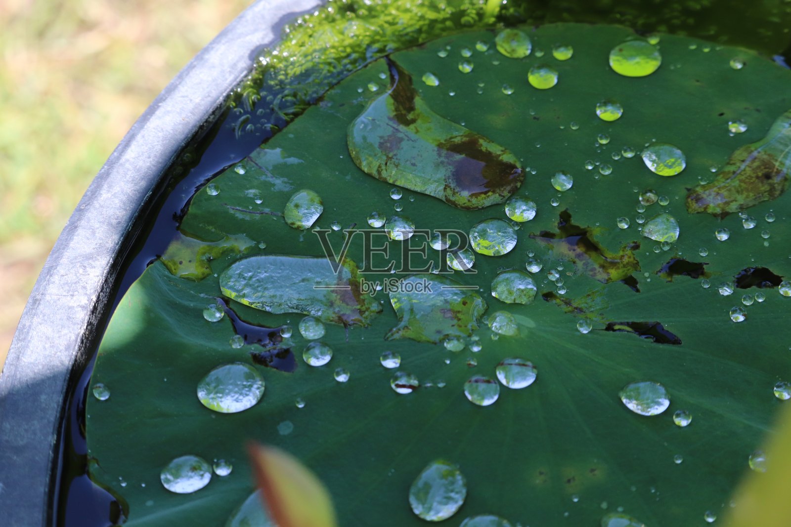 水滴在荷叶上照片摄影图片