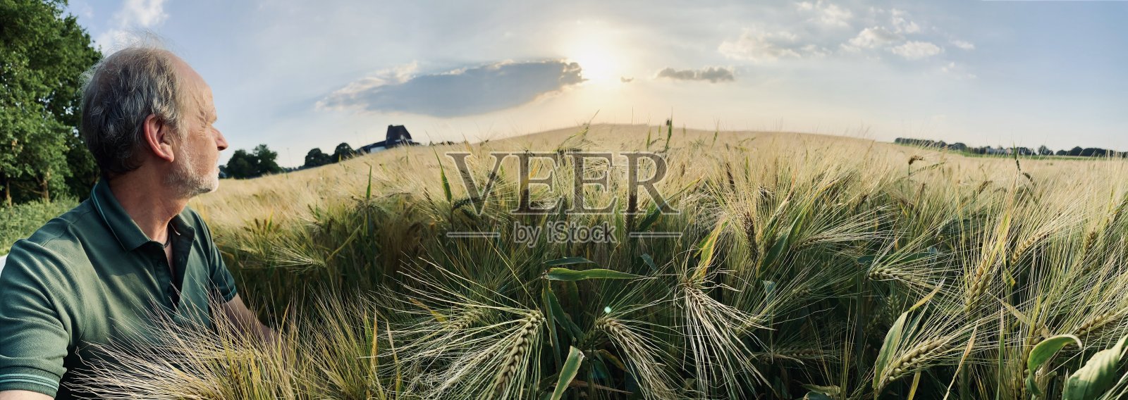 大麦生长照片摄影图片