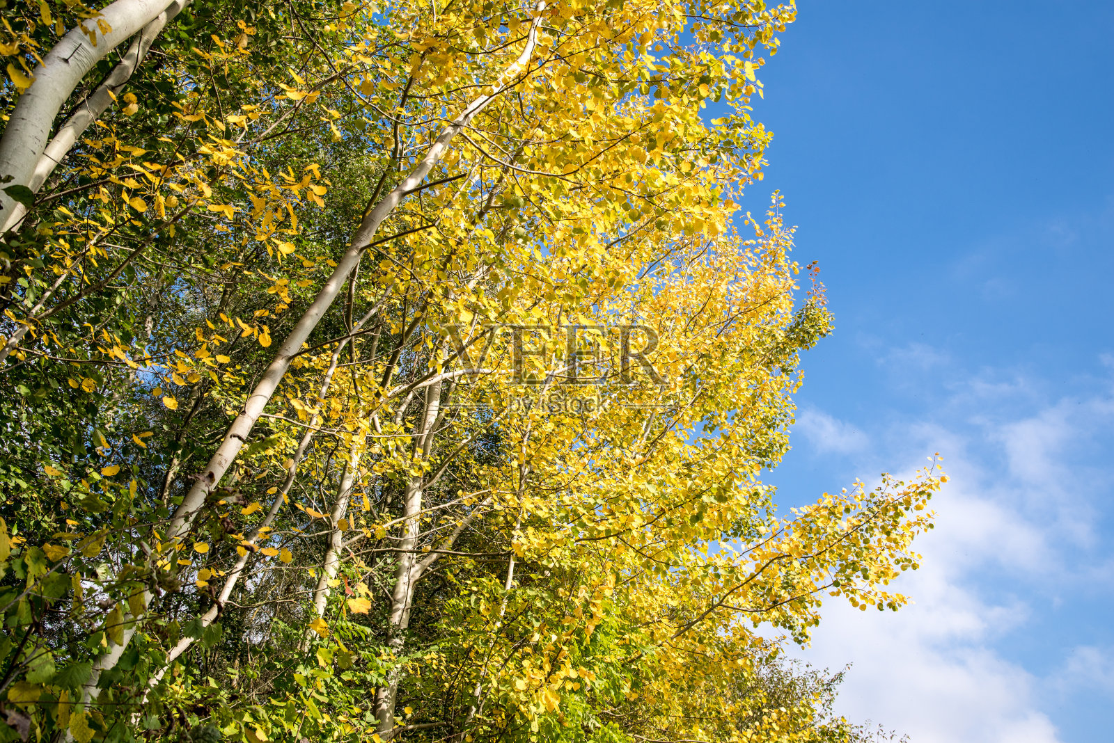 树叶树与明亮的黄色秋天树叶下的蓝天照片摄影图片