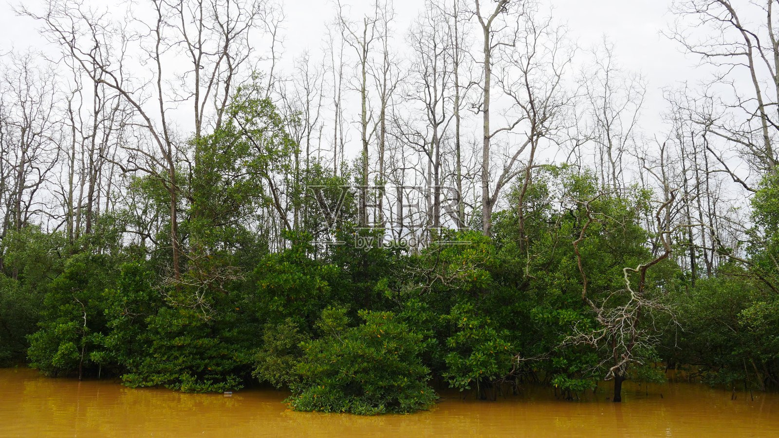 巴厘巴板红树林照片摄影图片