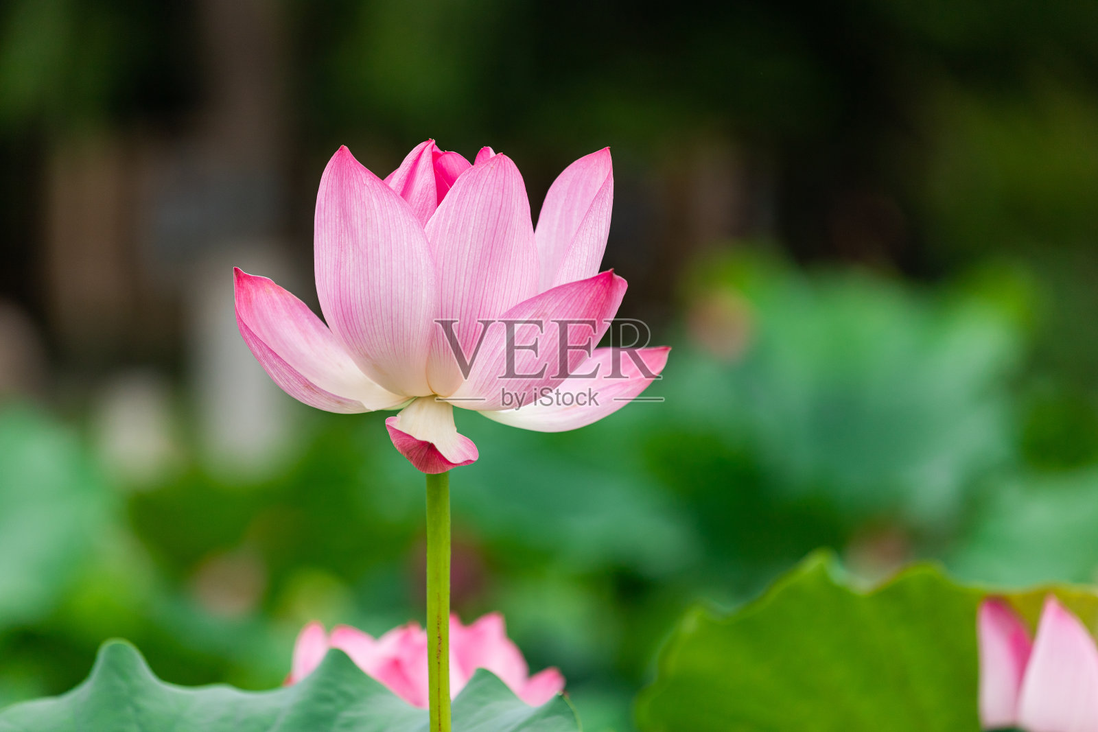 莲花照片摄影图片