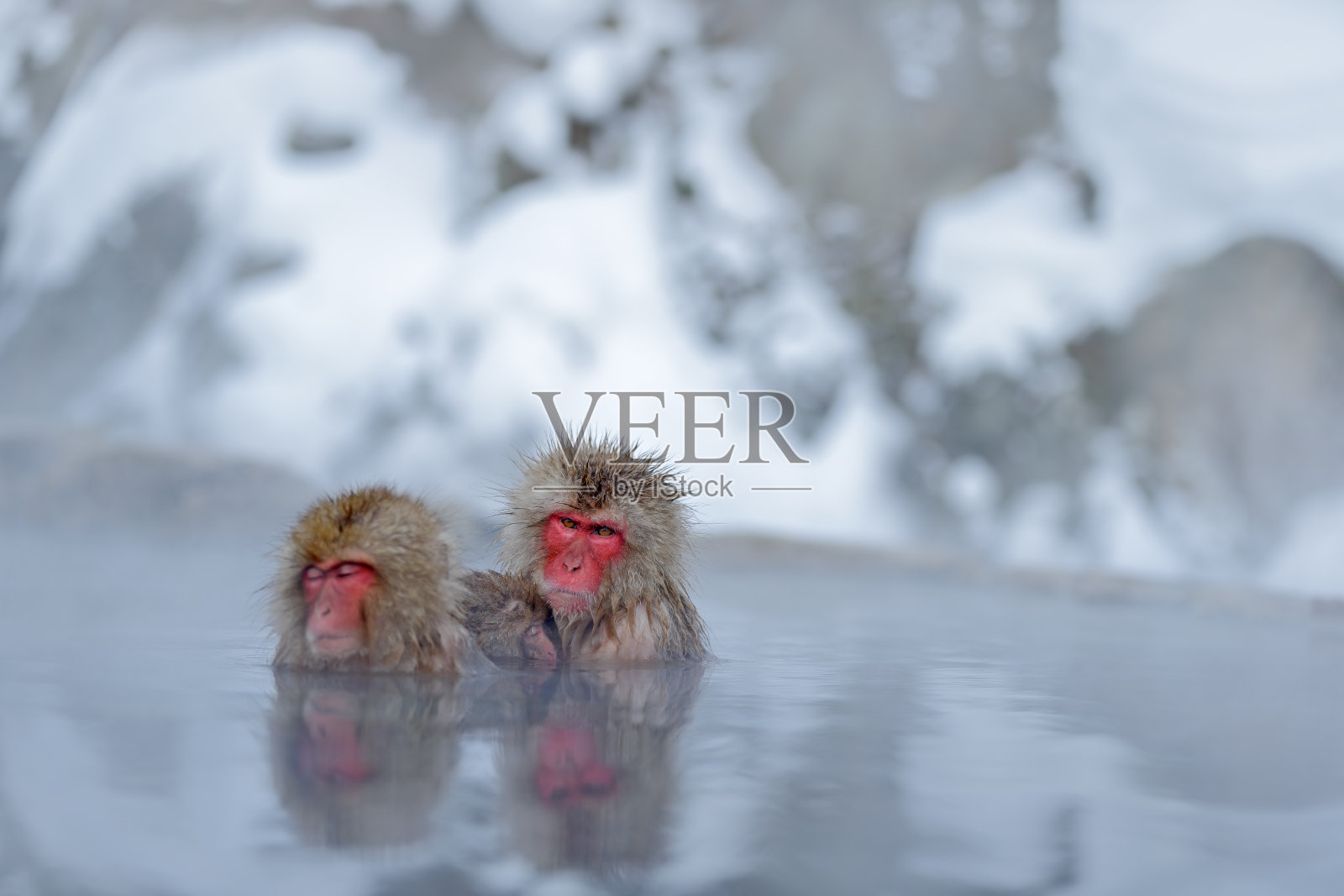日本北海道，猴子日本猕猴，褐尾猕猴，家庭和婴儿在水中，红色的脸肖像在冷水与雾，两只动物在自然栖息地，日本北海道照片摄影图片