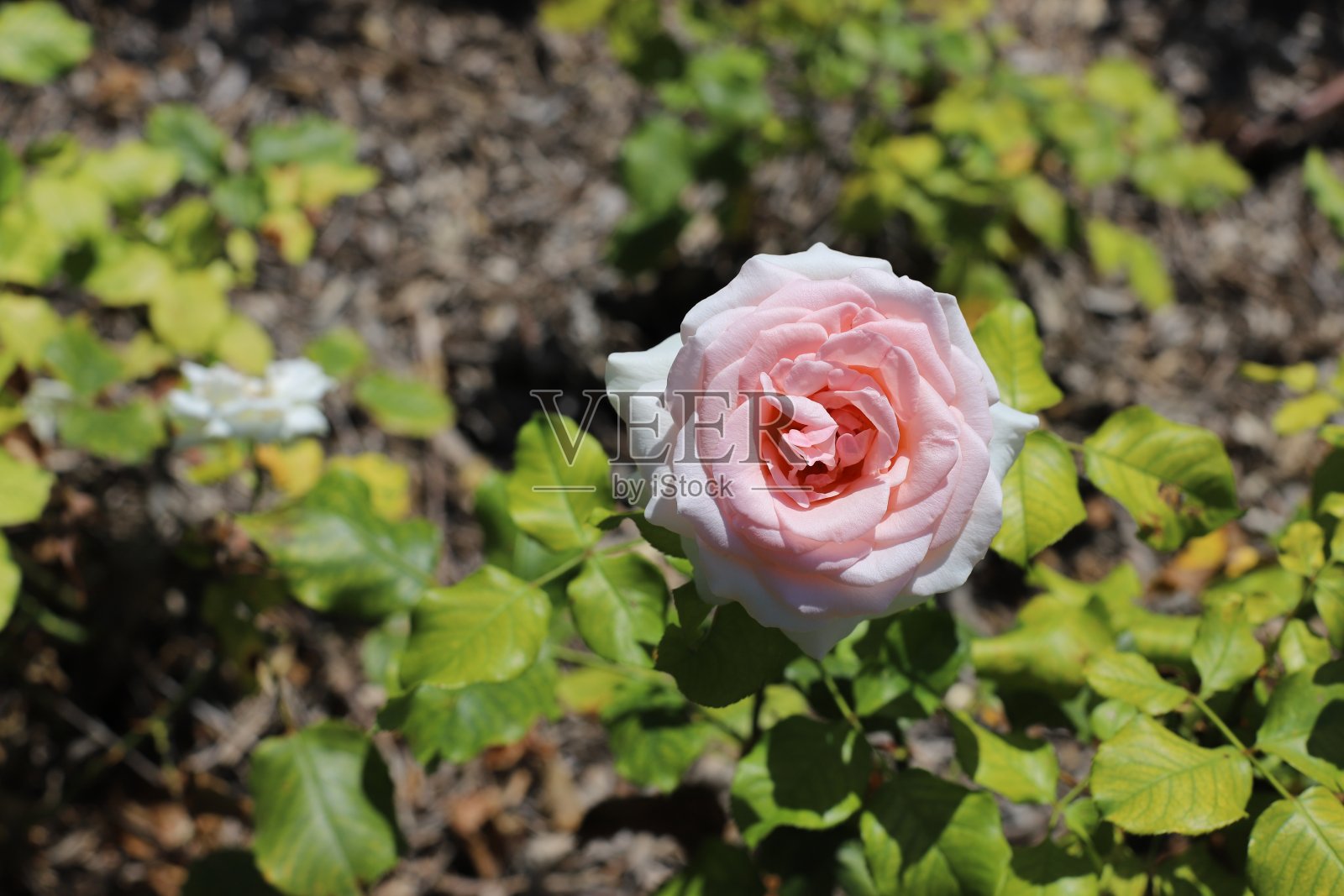 美丽的粉红玫瑰，法国里维埃拉照片摄影图片