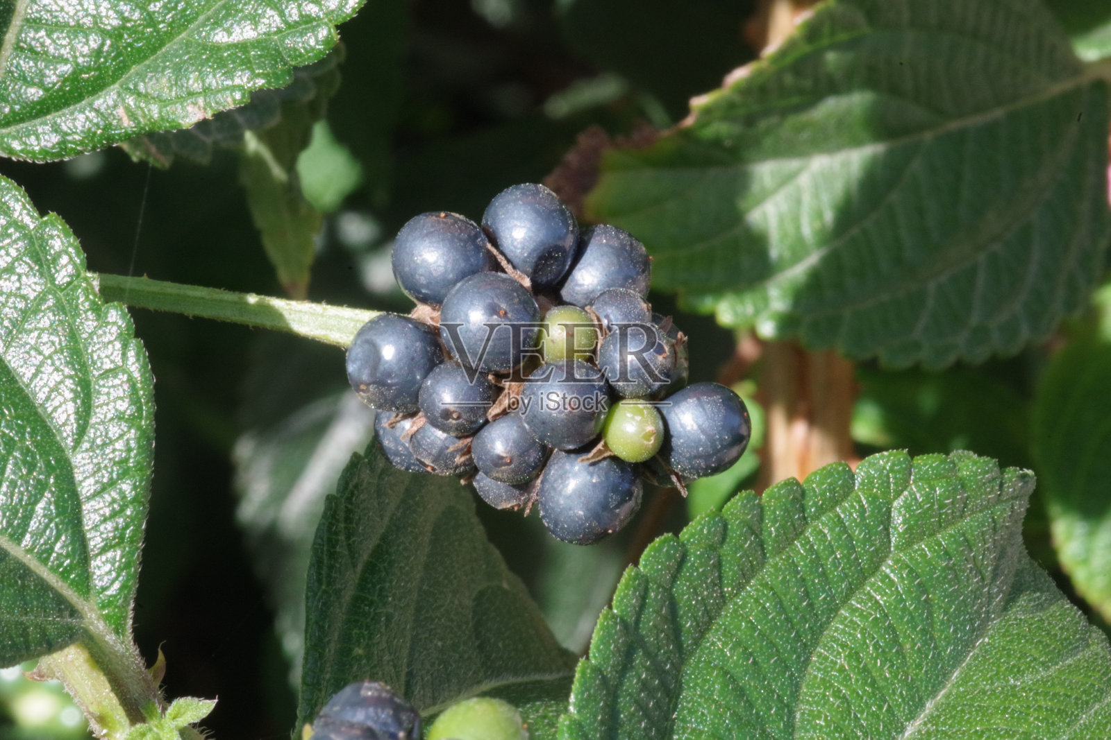 水果摊上的一只森林蛙照片摄影图片