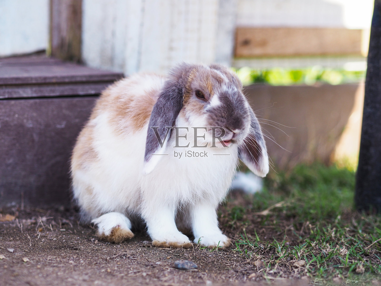 下垂的耳朵的兔子照片摄影图片
