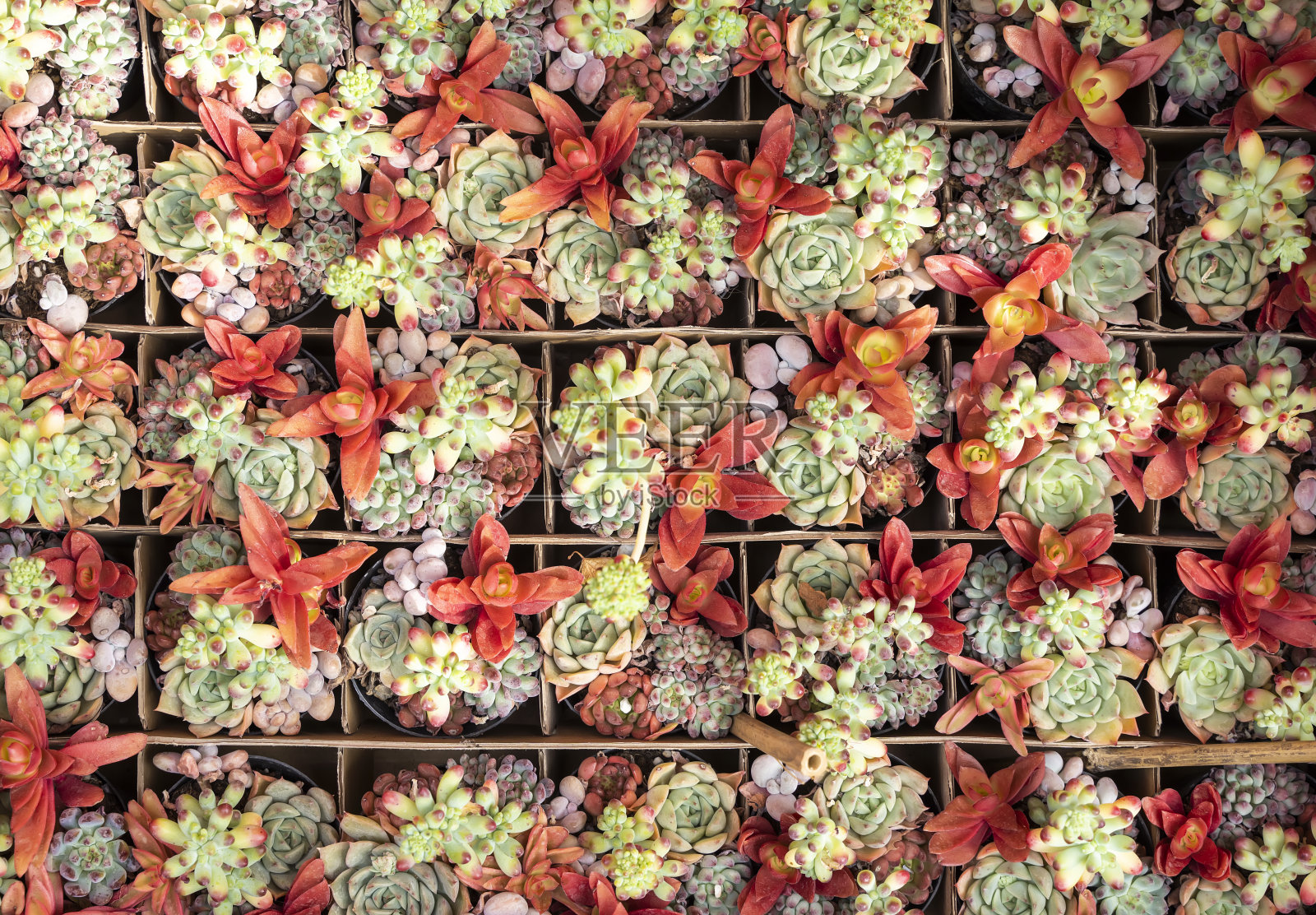 微型多汁植物照片摄影图片