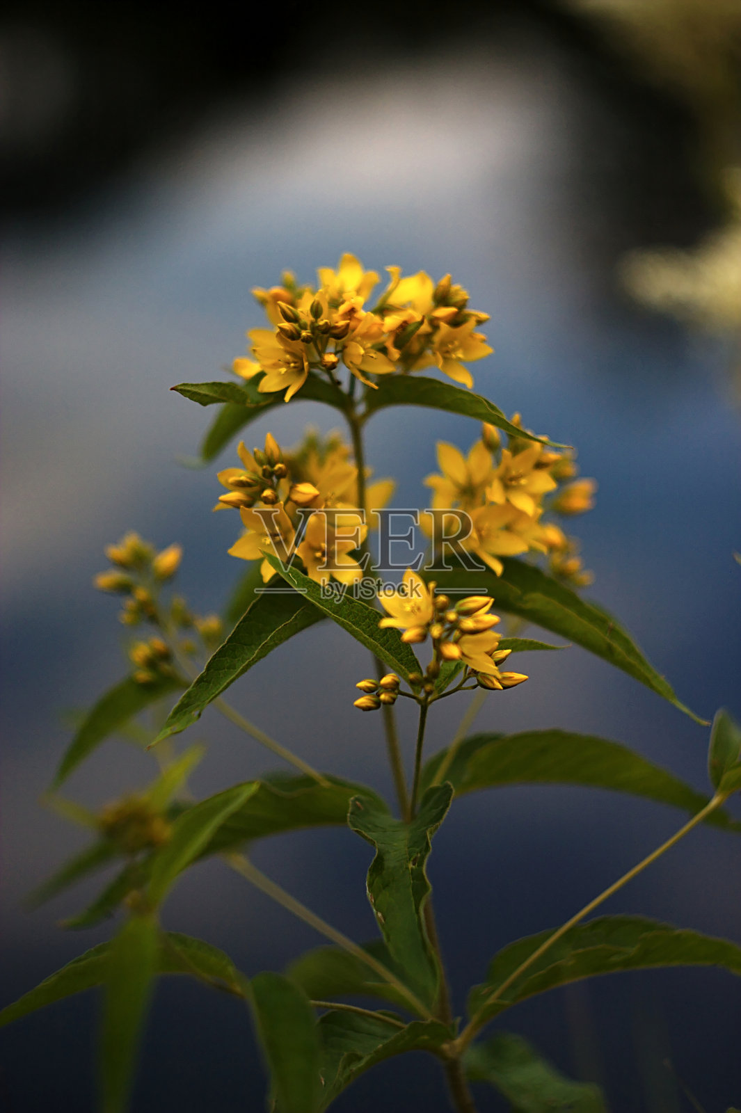 黄色的花在湖的背景照片摄影图片