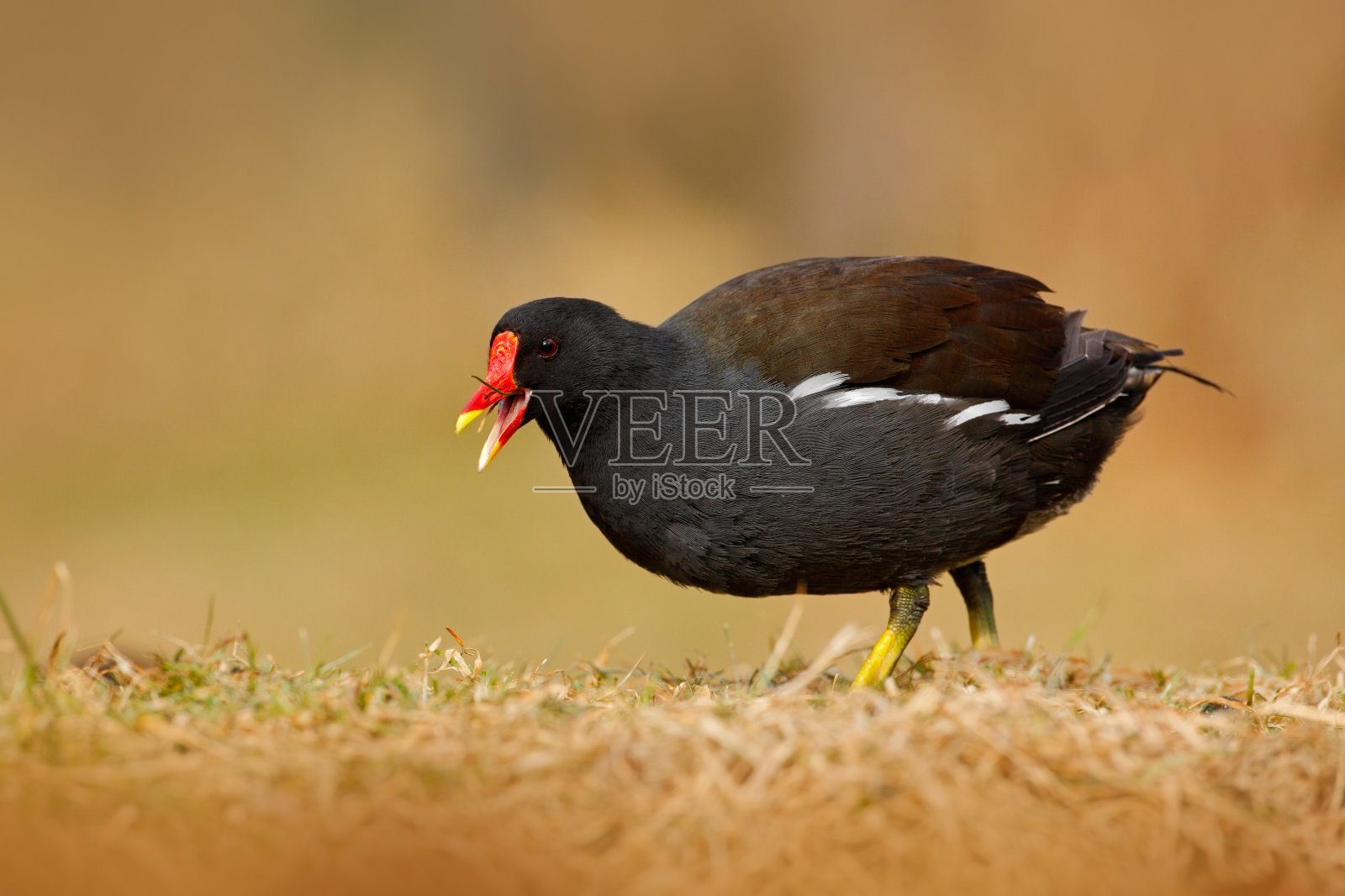 在草丛中行走的普通松鸡，喙为黄色和红色的棕色水鸟，捷克共和国照片摄影图片