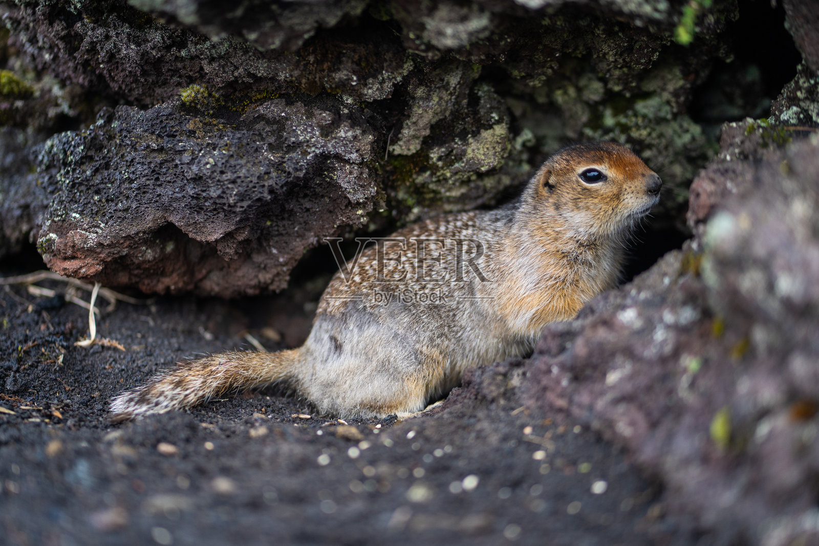 毛茸茸的有趣的土拨鼠照片摄影图片