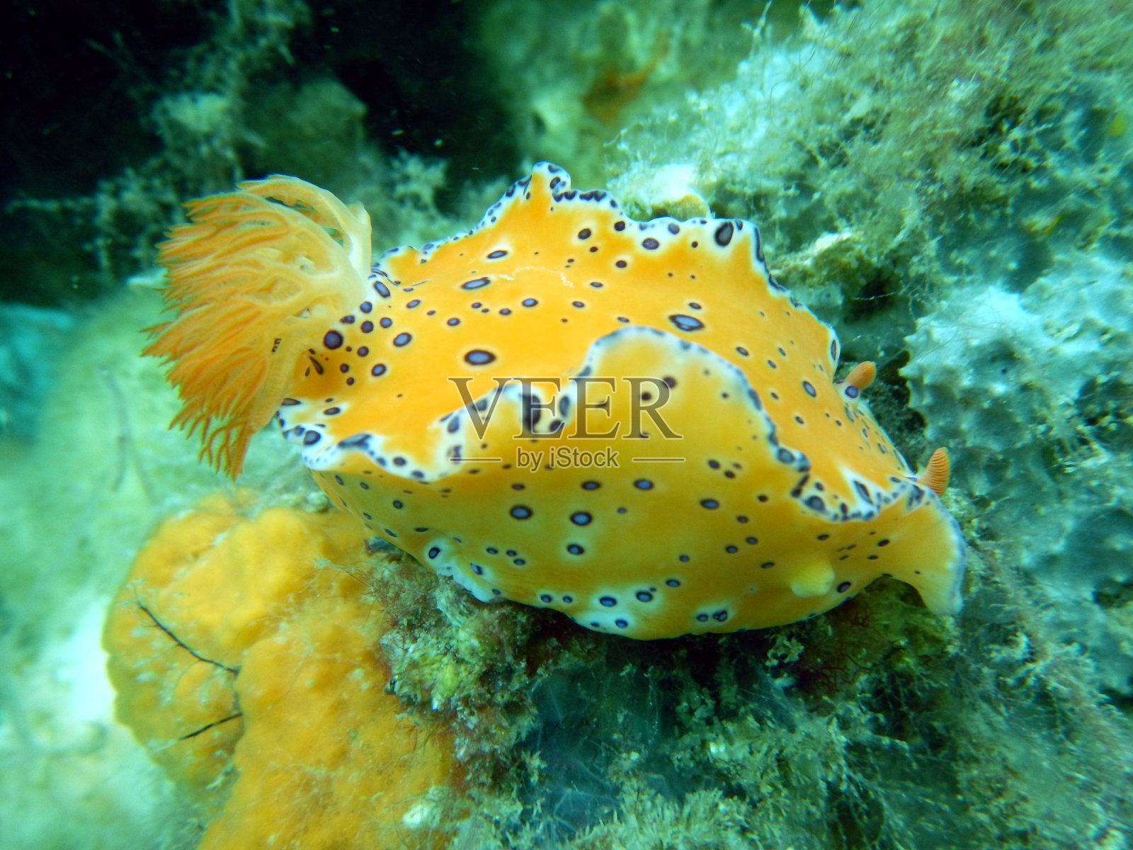橙色裸鳃鱼，白色斑点上有紫色照片摄影图片