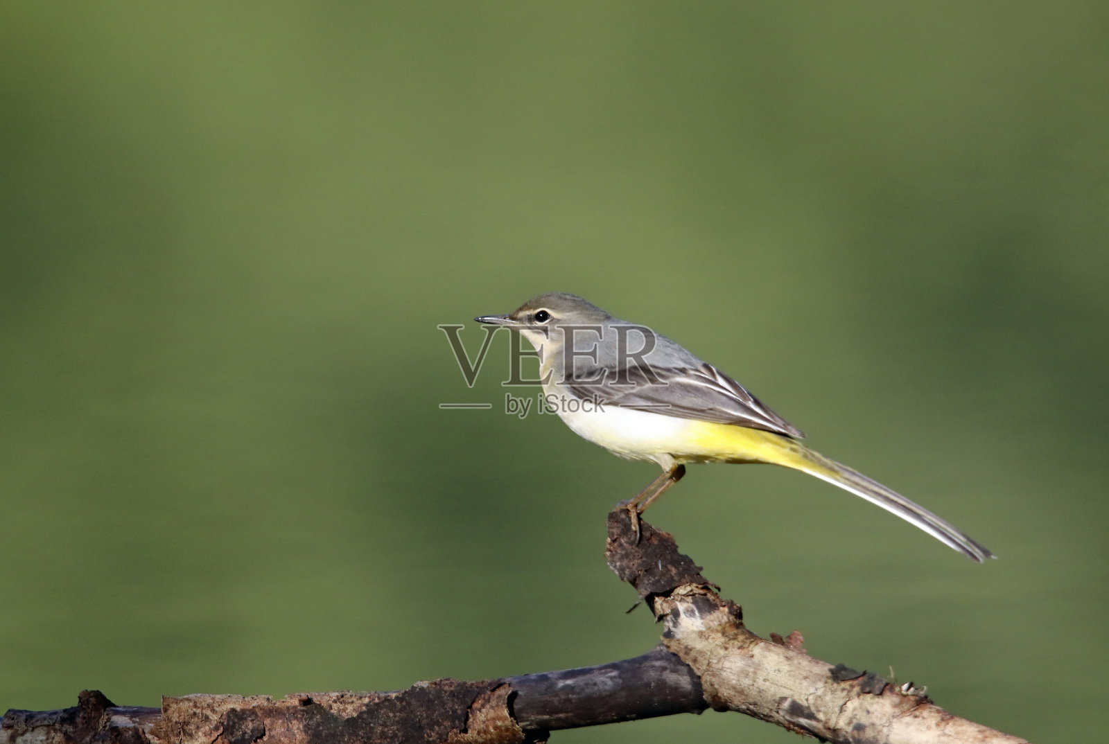 灰色鹡鸰捕捉昆虫照片摄影图片