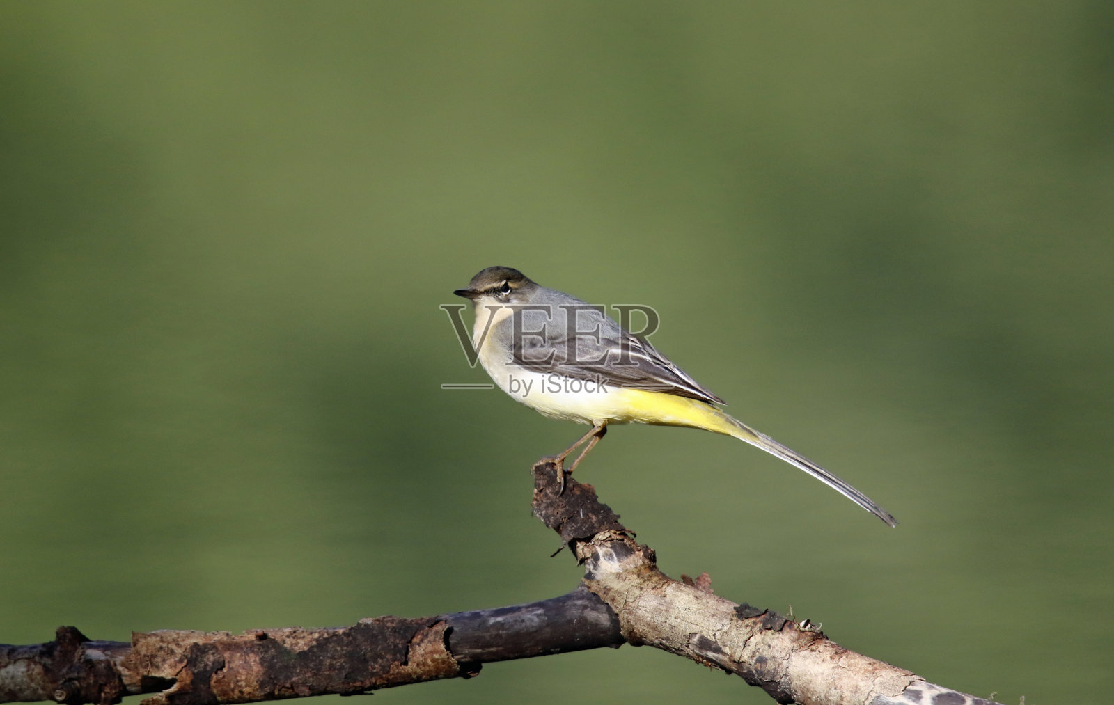 灰色鹡鸰捕捉昆虫照片摄影图片