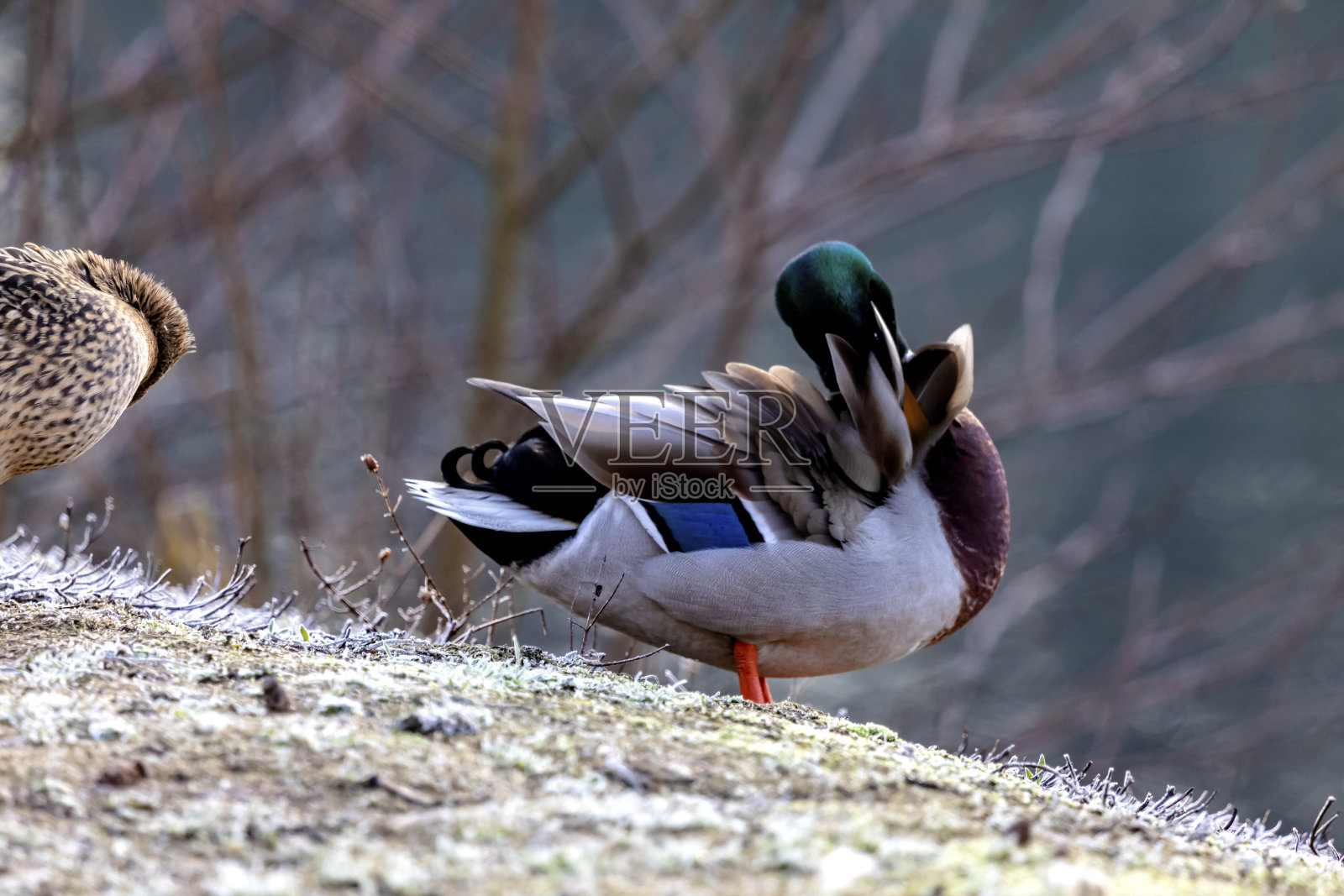 格菲德普弗莱格照片摄影图片