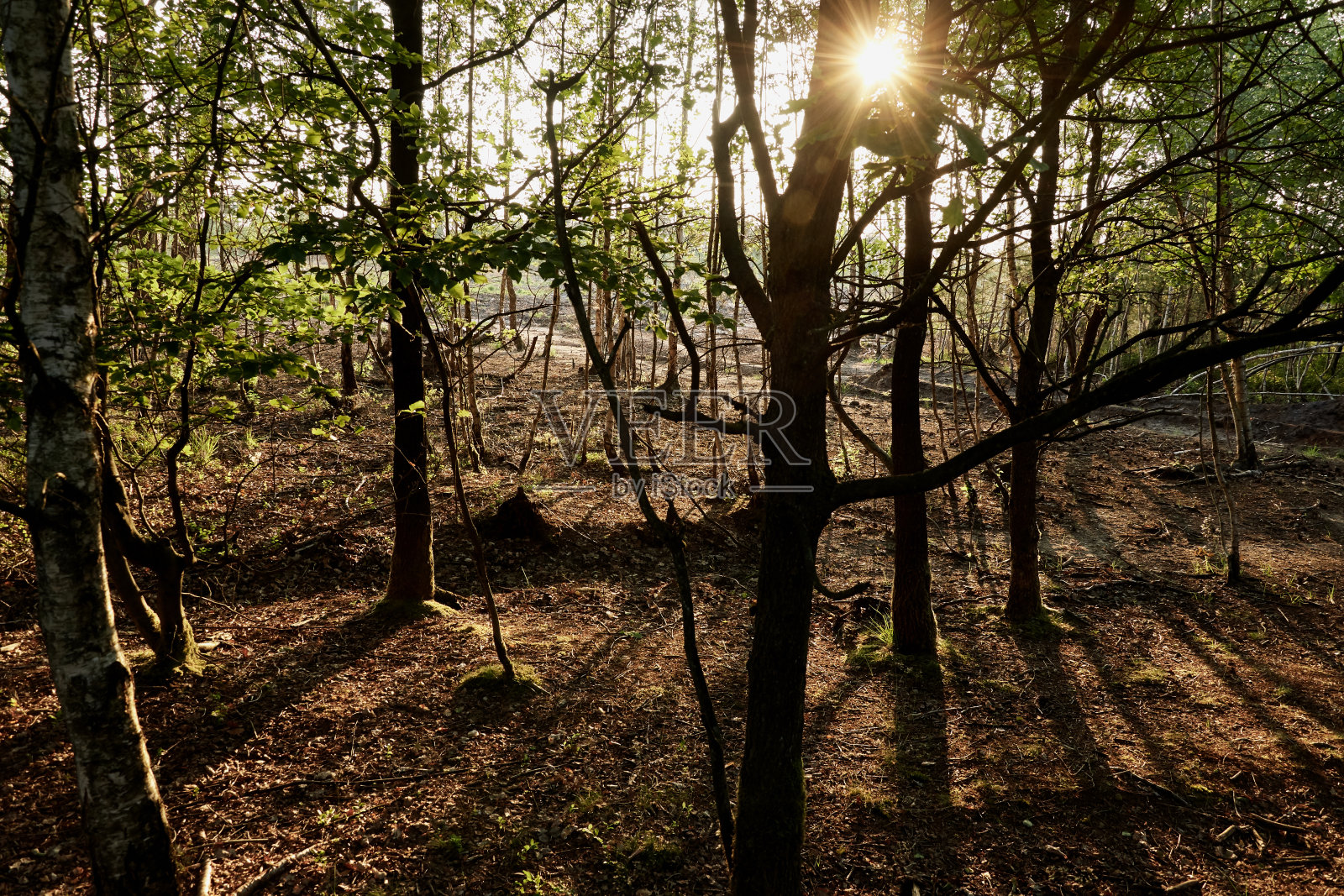 神秘的森林在夏天的傍晚与阳光后的树在Pietzmoor，吕内堡荒地照片摄影图片