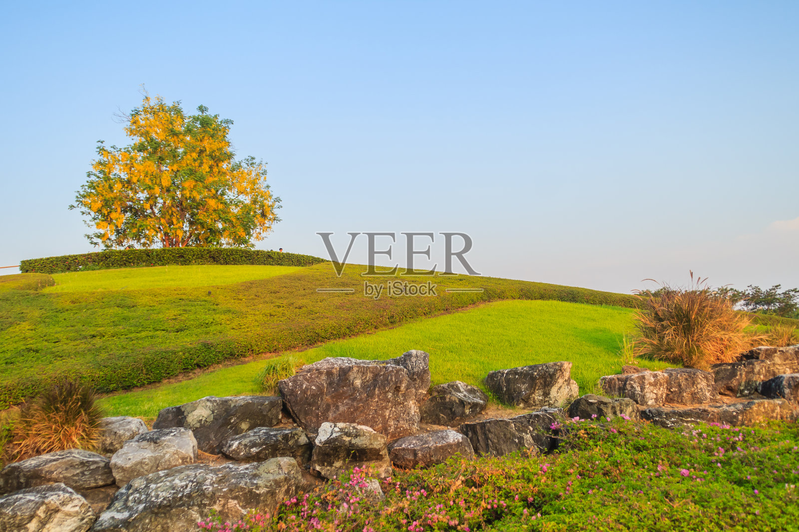 美丽的风景单金雨树(决明子瘘)在小山上与绿色的草和观赏石。金雨，决明子，金链花，或布丁管树。照片摄影图片