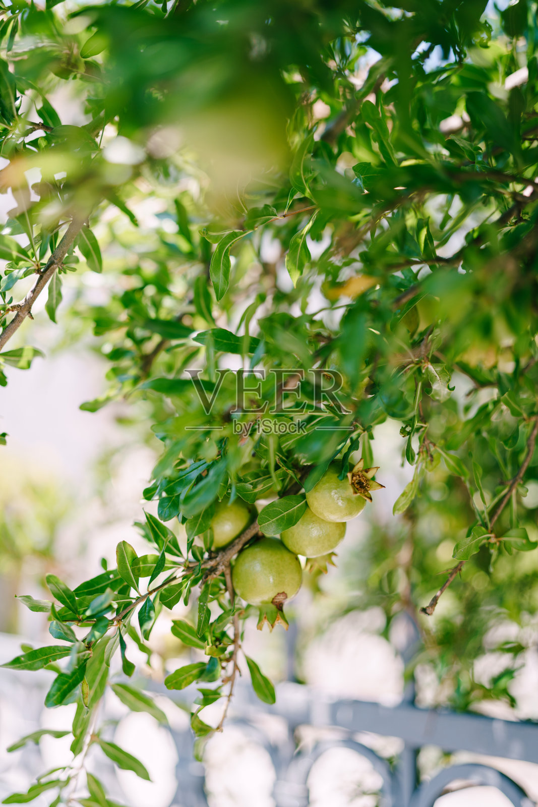 绿色的石榴果在树枝上。照片摄影图片