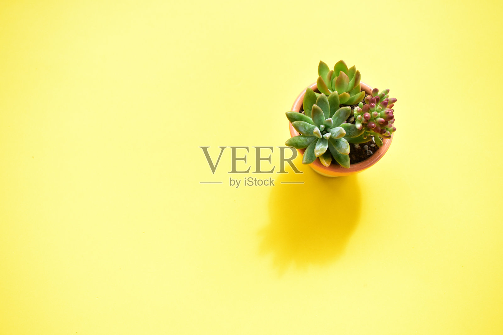 多肉特写，平躺，俯视图，拷贝空间，阳光，花园，清新温暖，开花，植物概念，植物学，家居装饰，绿色花卉，荷花，开花，春天的时间照片摄影图片