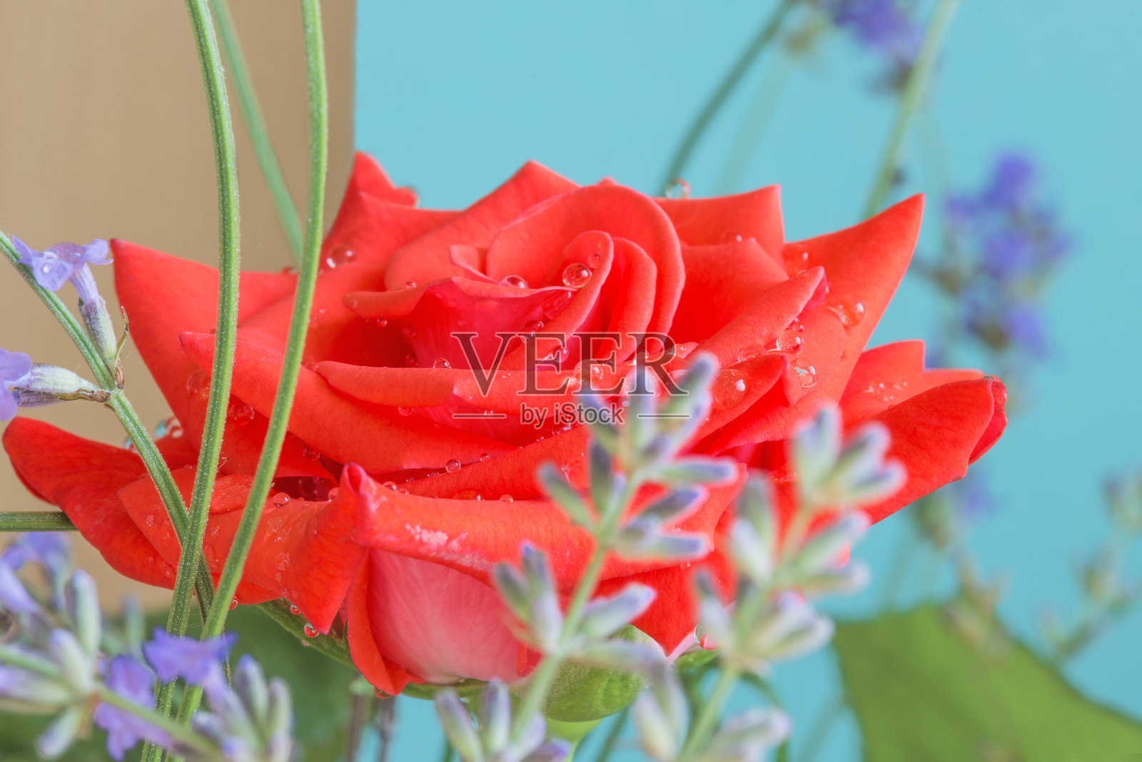 漂亮的红玫瑰和水滴。照片摄影图片