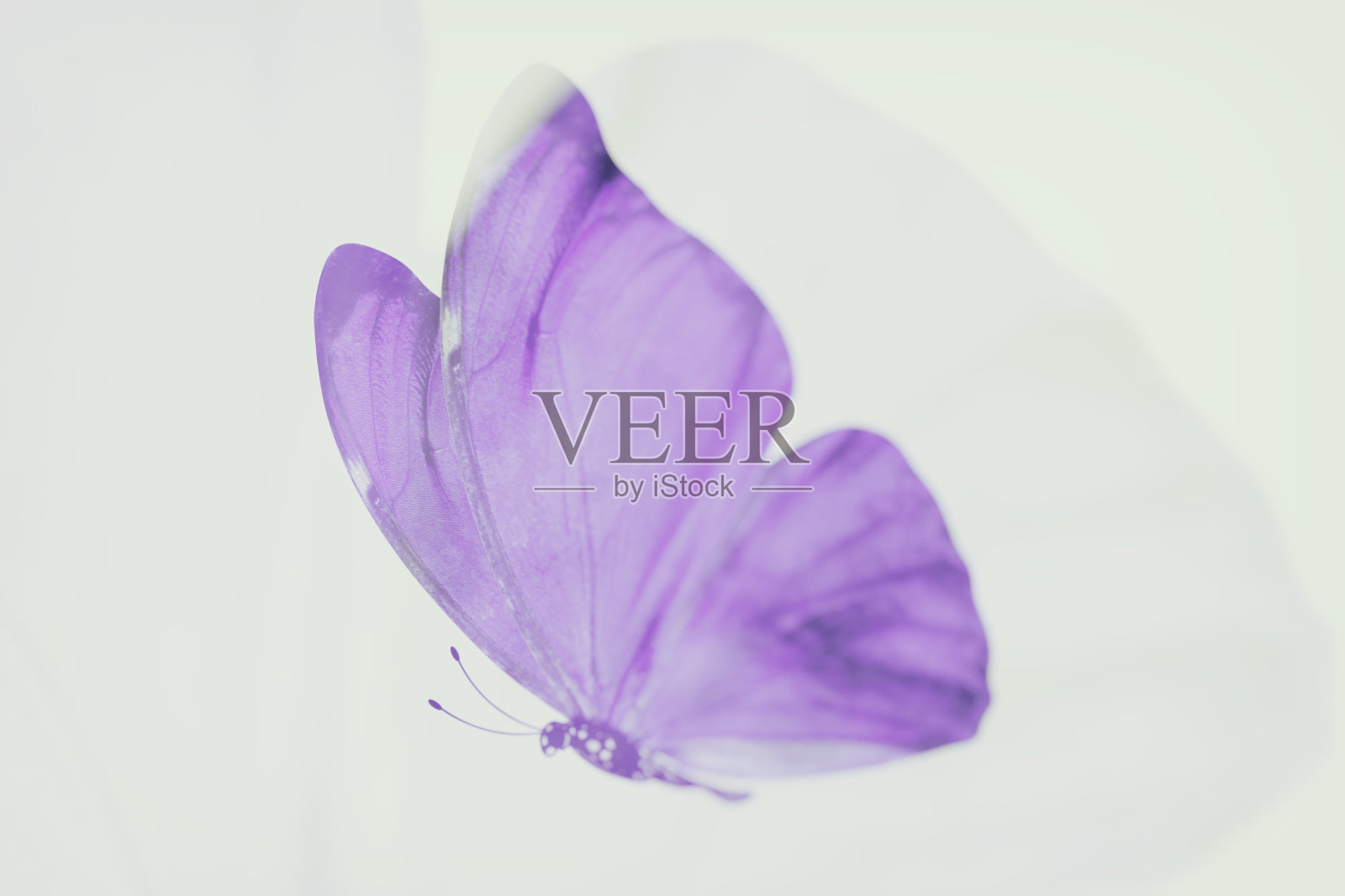 热带蓝蝴蝶。孤立在白色照片摄影图片