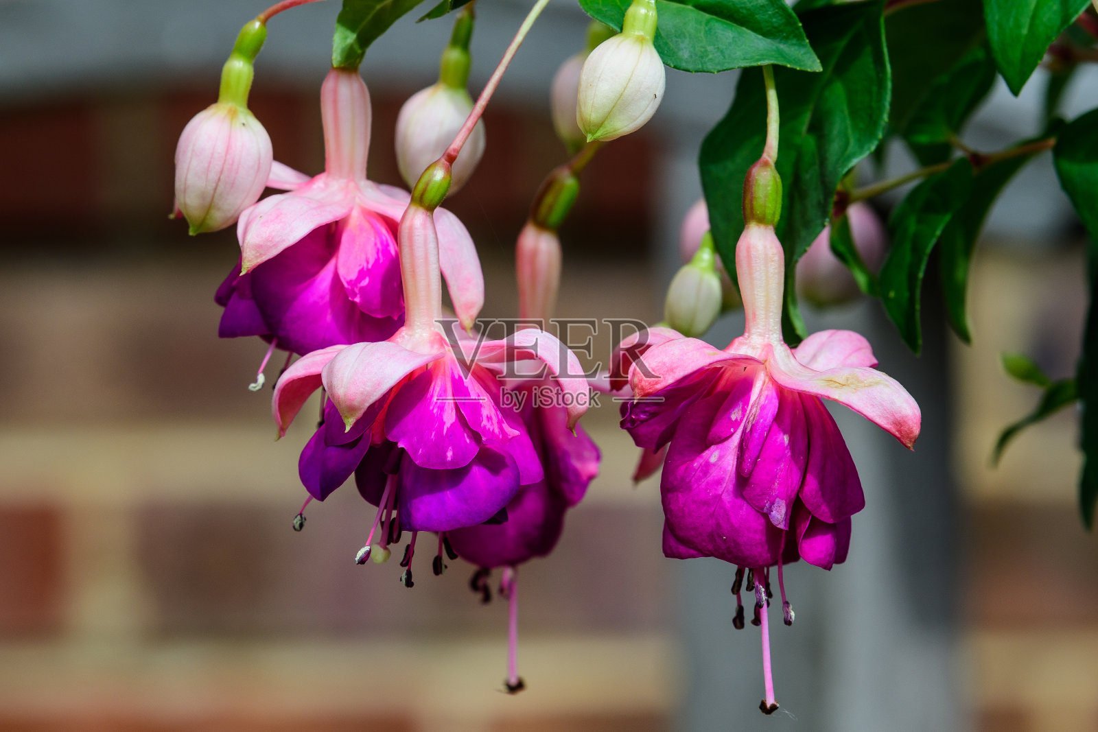 在一个阳光明媚的夏天，在伦敦的一个花园花盆里的粉红色紫红色的岩藻花照片摄影图片