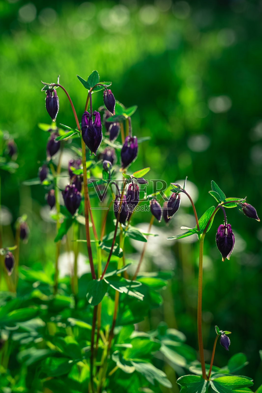 蓝铃花生长在花园里照片摄影图片