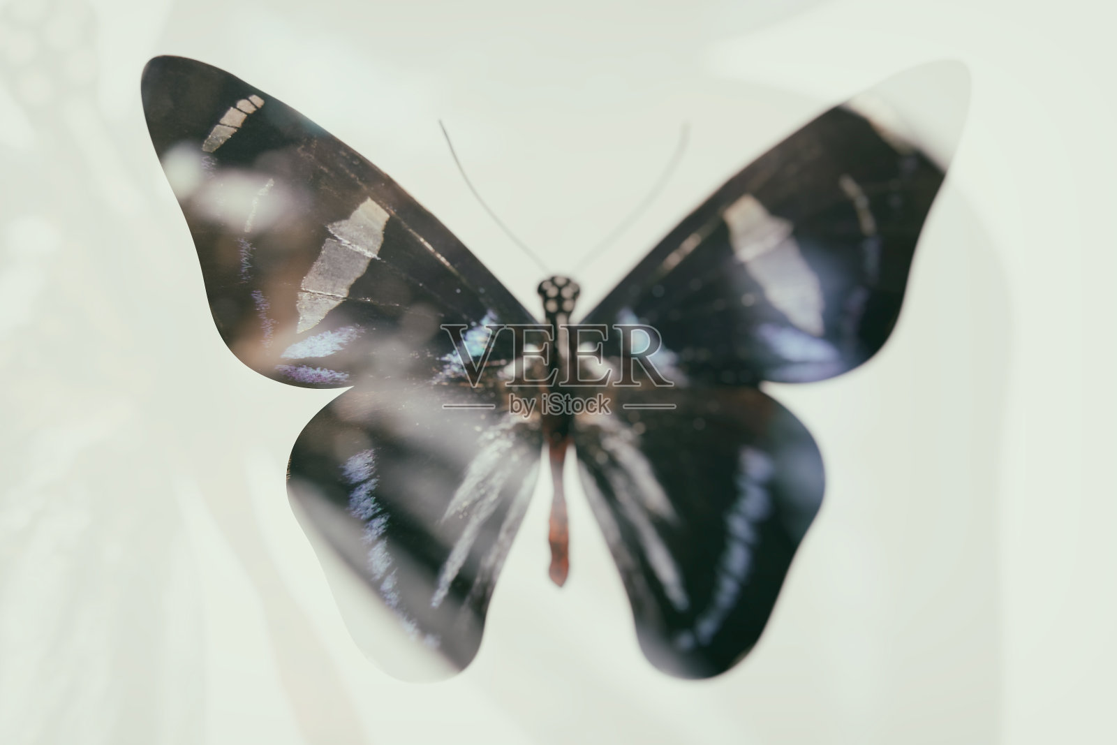 热带彩色蝴蝶孤立在白色背景上照片摄影图片